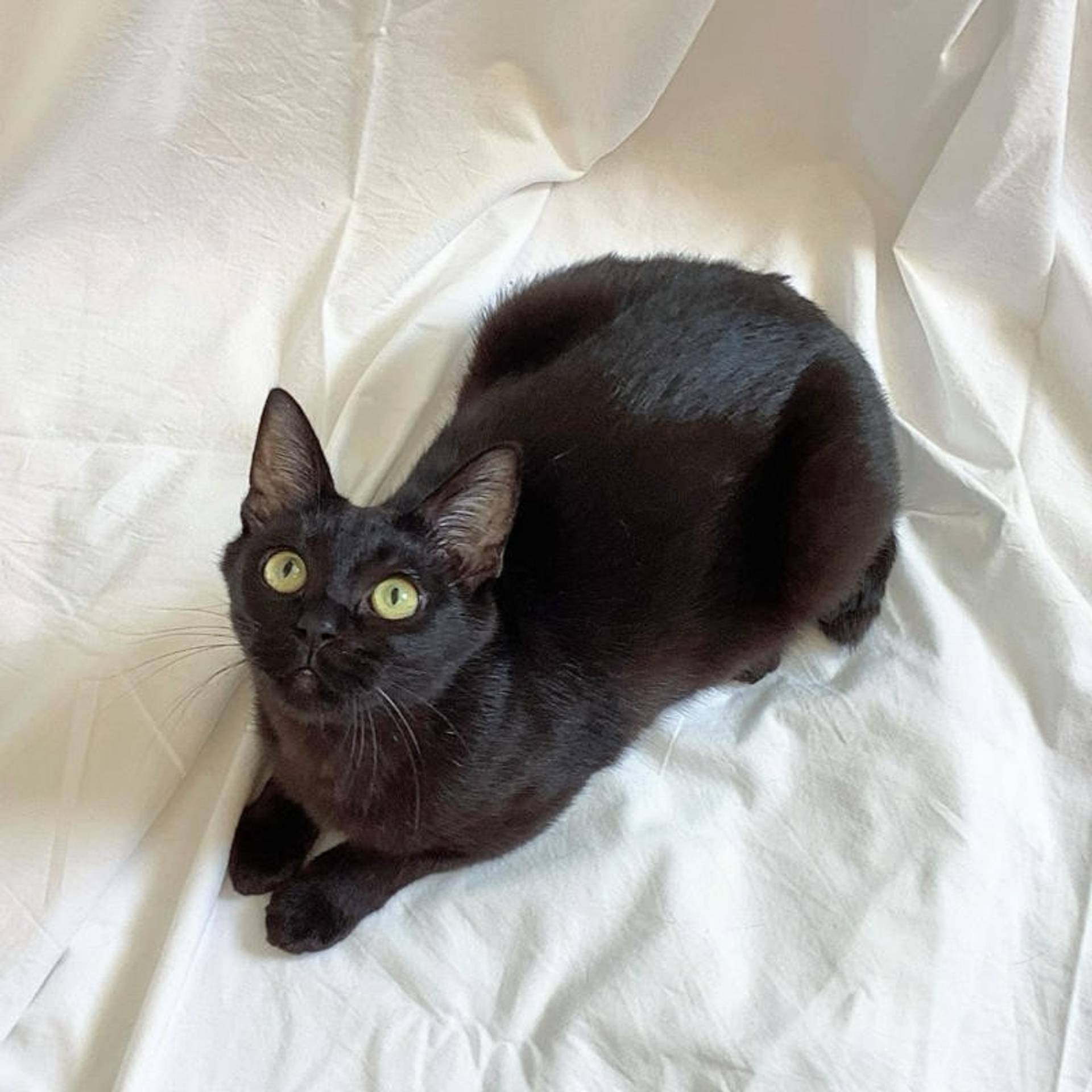 雑種（ミックス猫）・オスの里親募集の写真