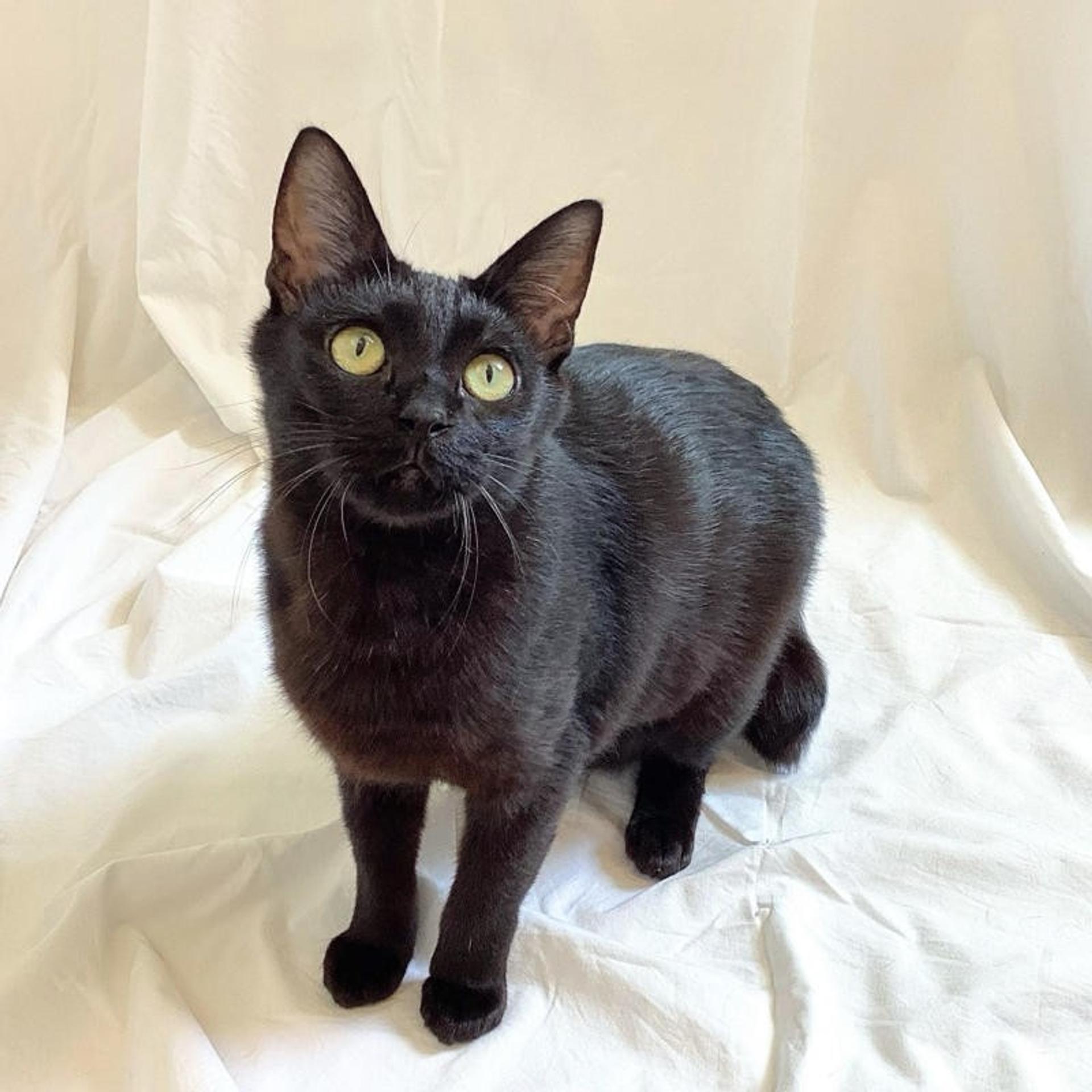 pet-image-3