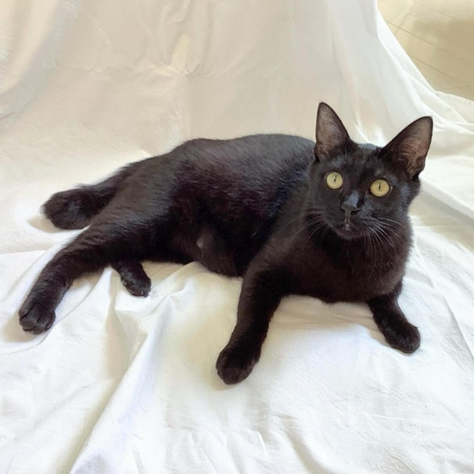 pet-image-4