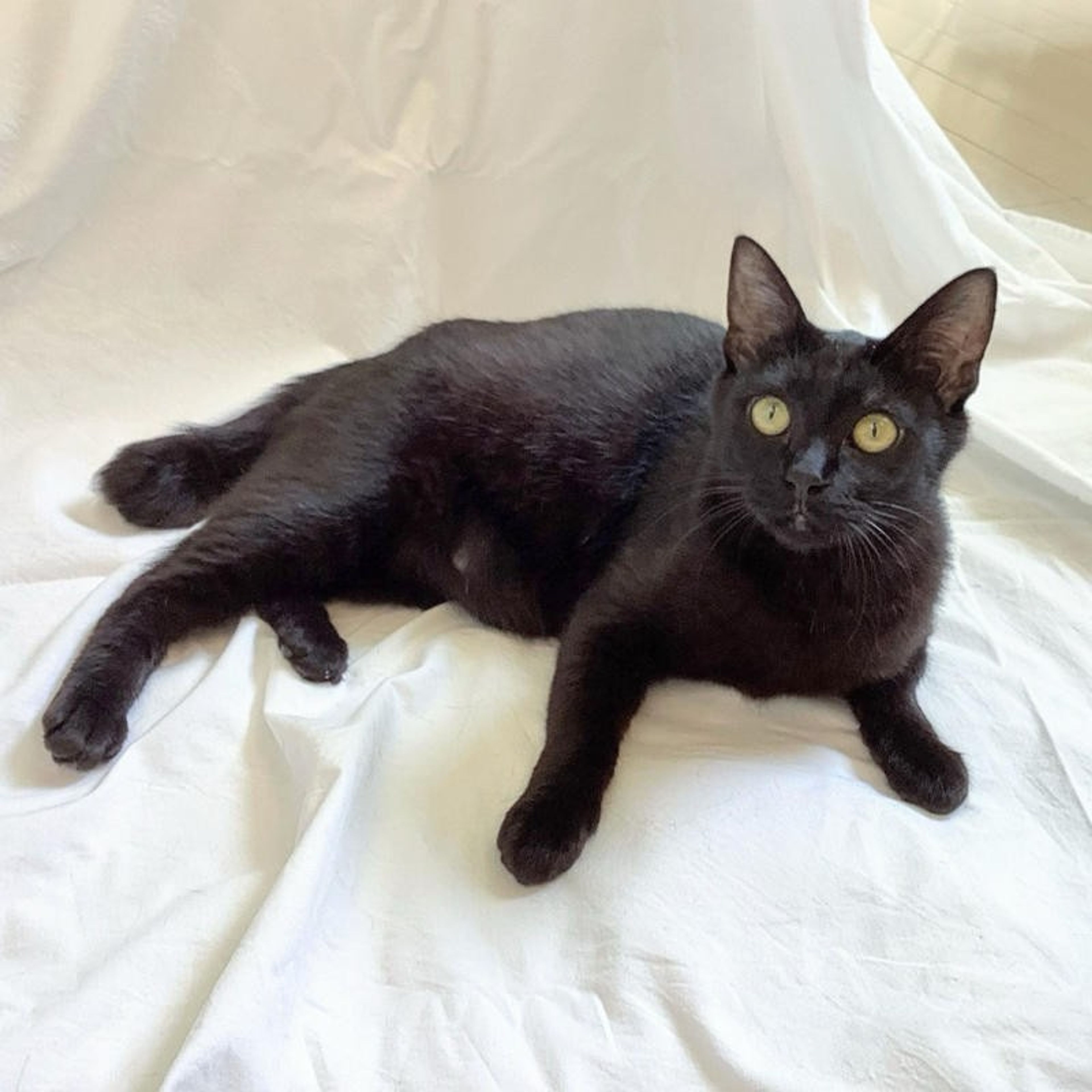 pet-image-4