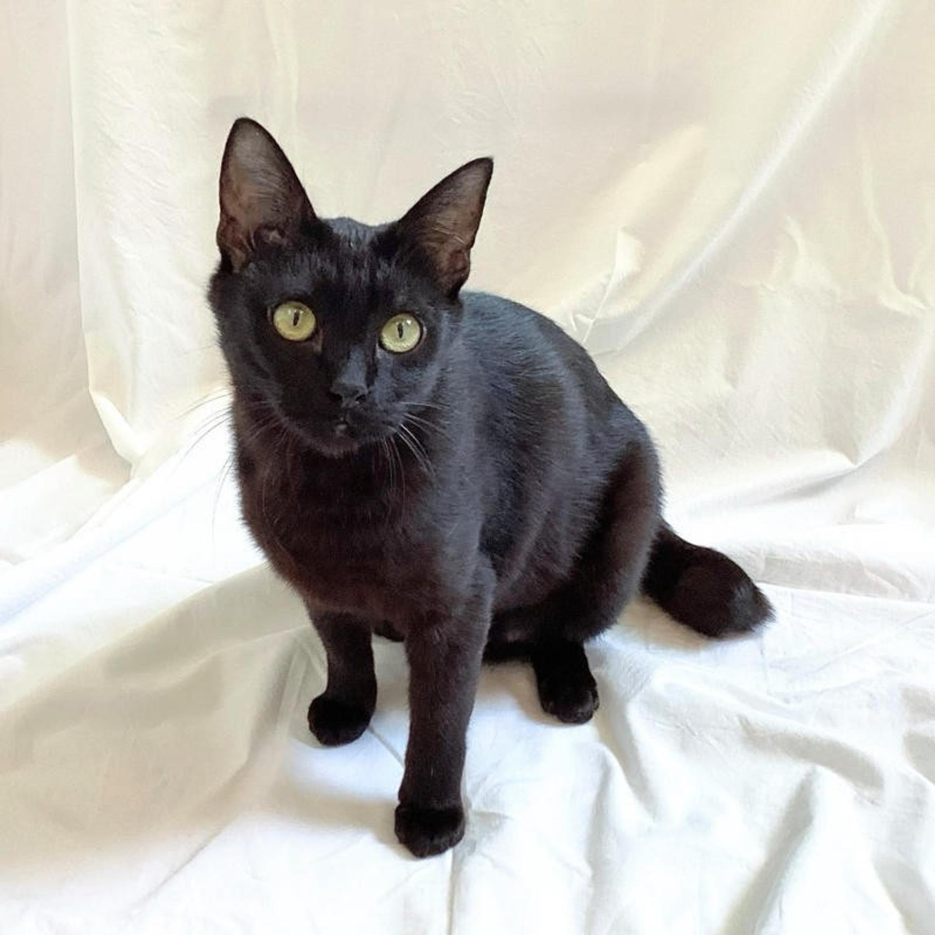 pet-image-5