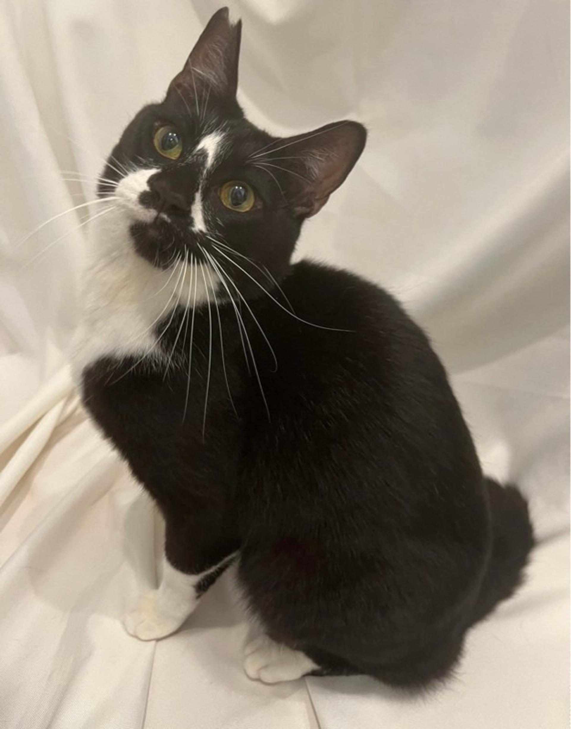 pet-image-3