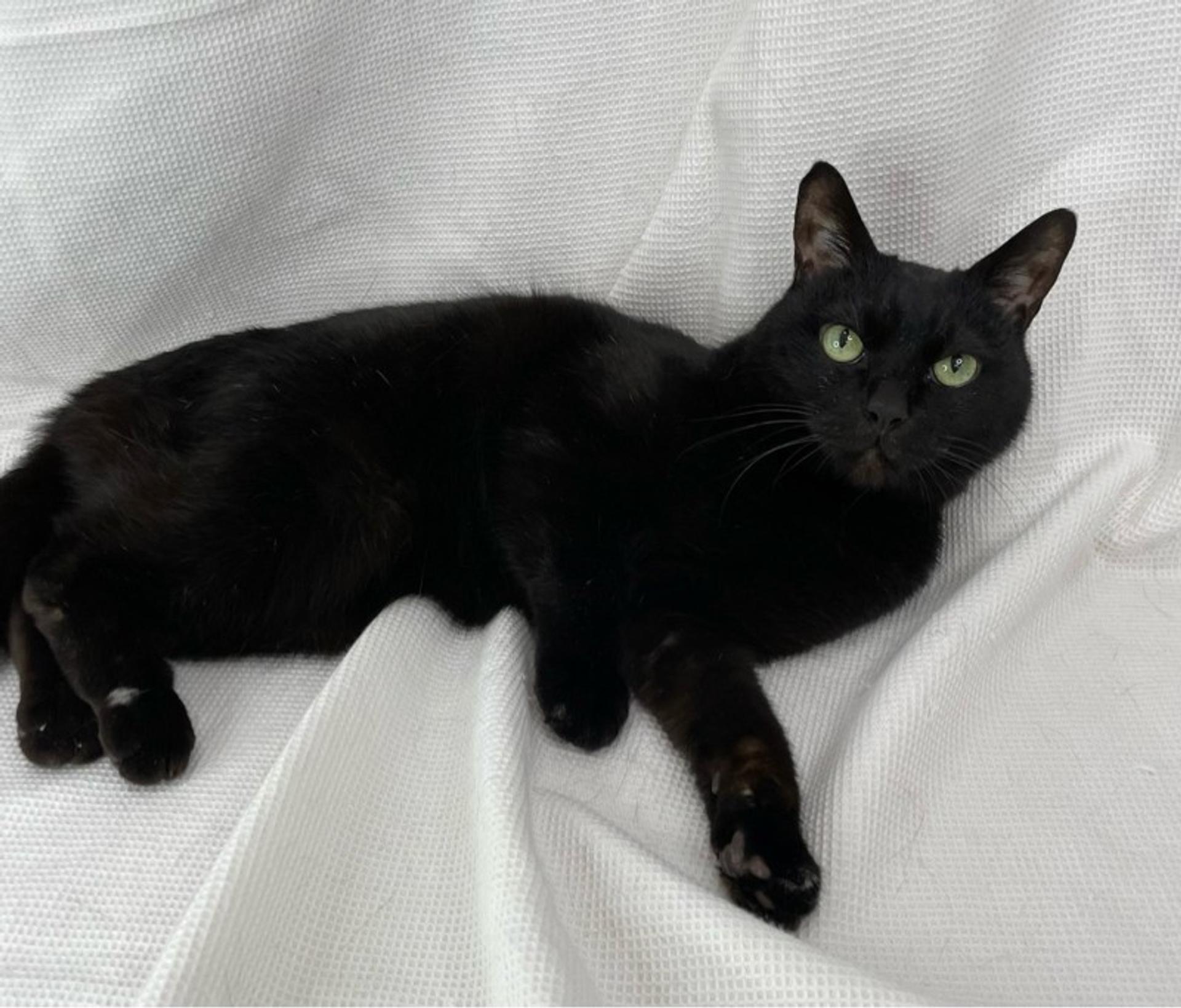 pet-image-2