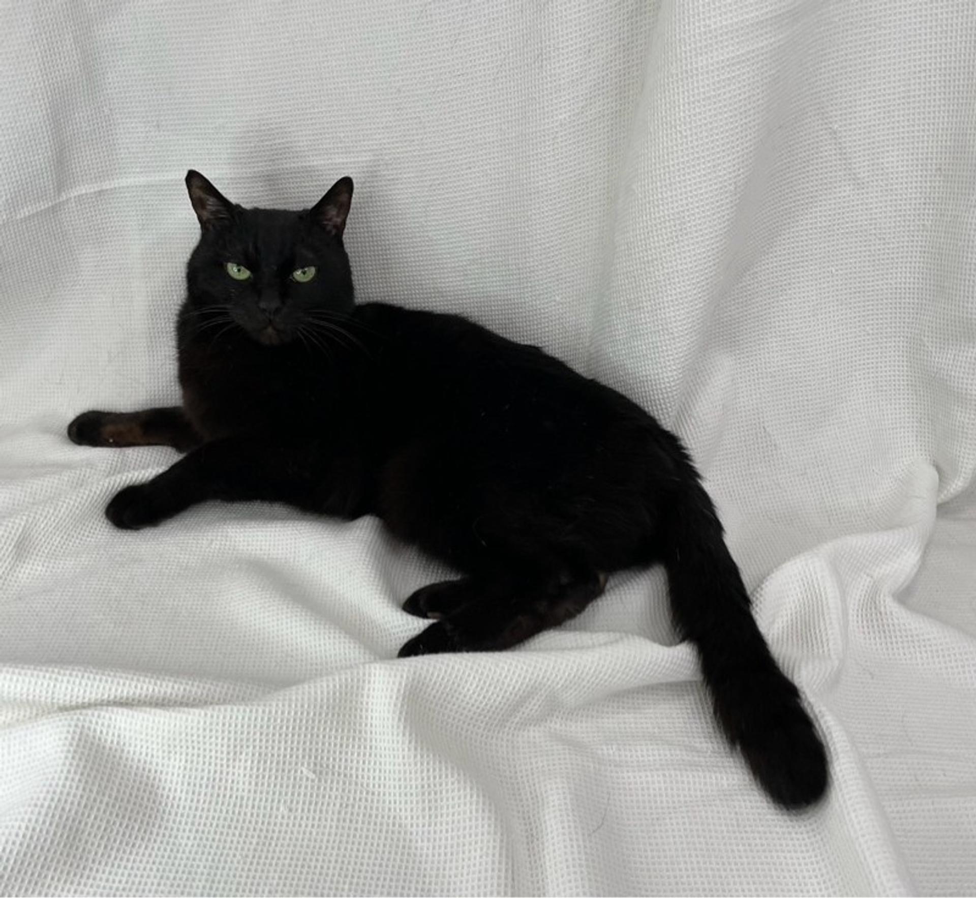 pet-image-4