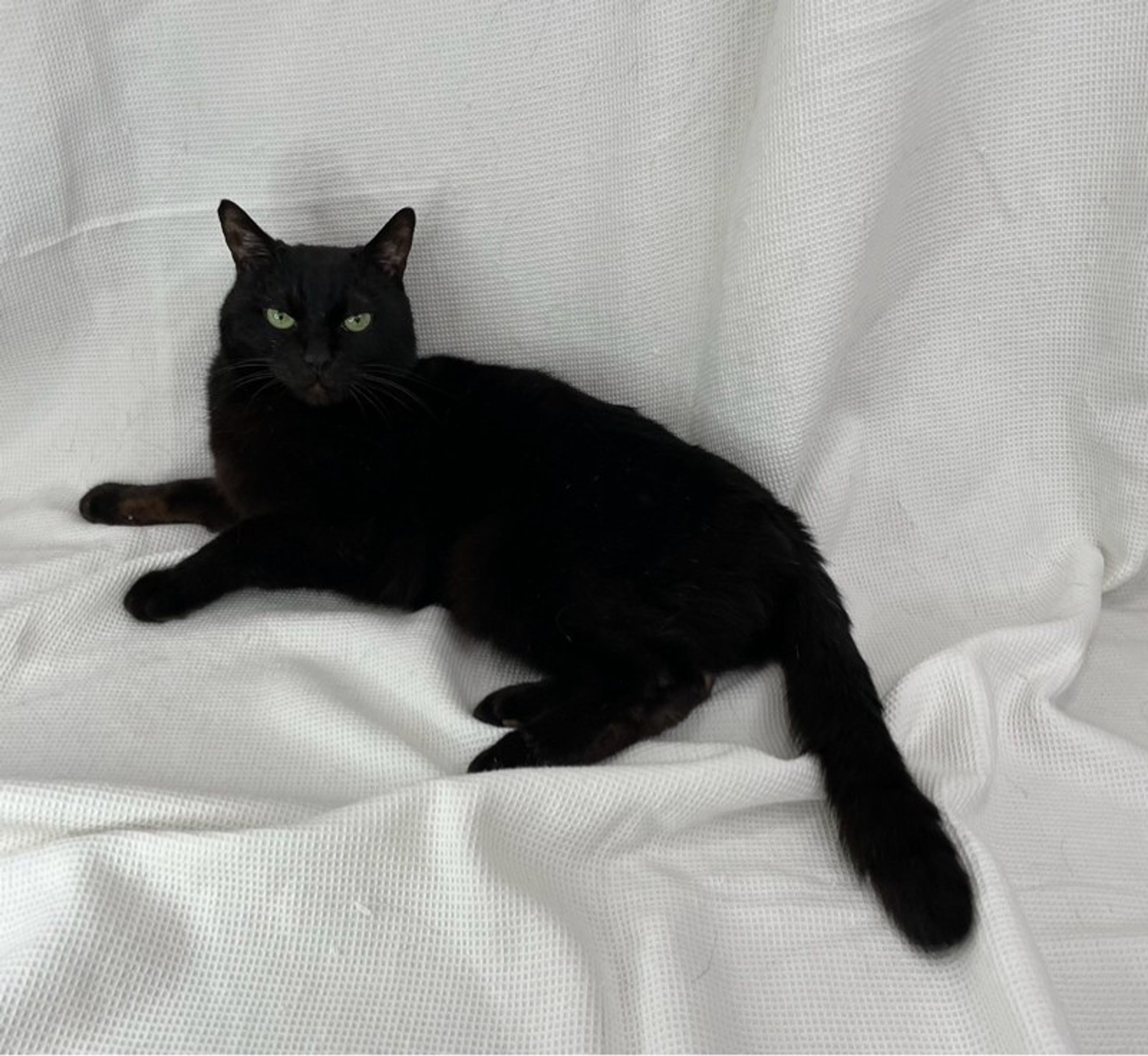 pet-image-4