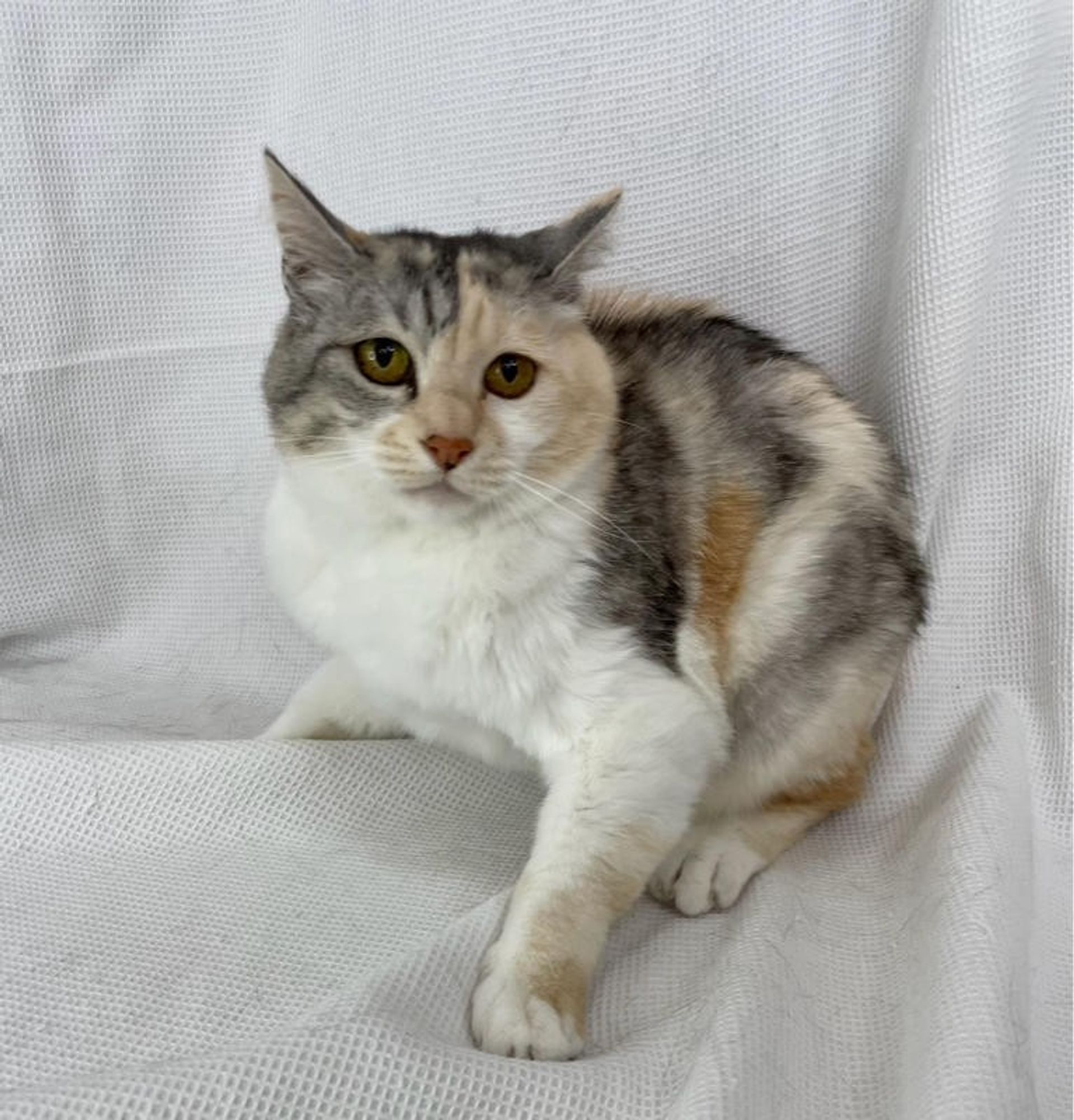 雑種（ミックス猫）・メスの里親募集の写真