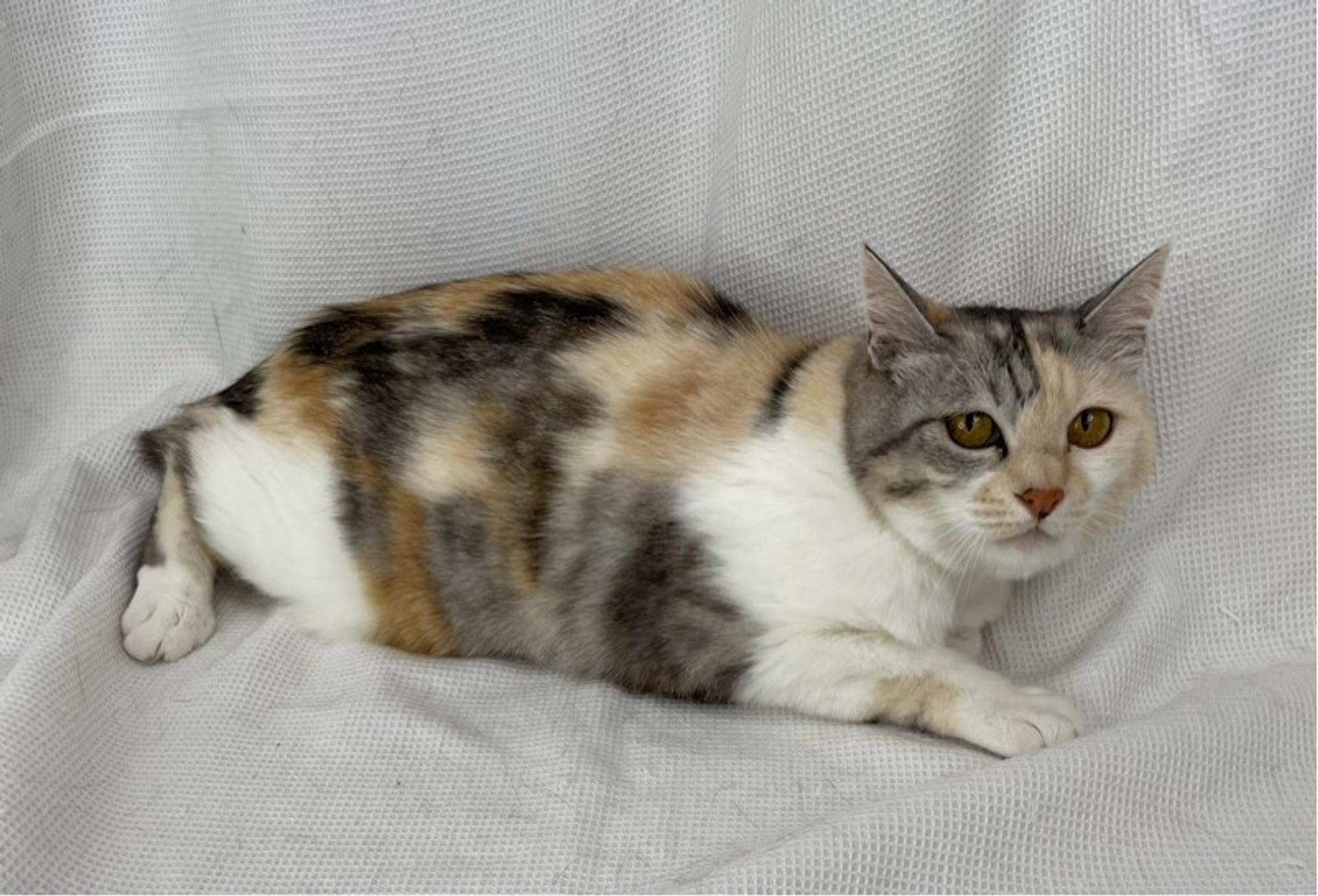 pet-image-4