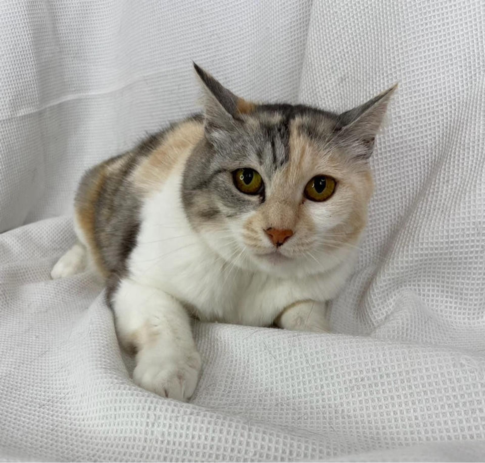 pet-image-5