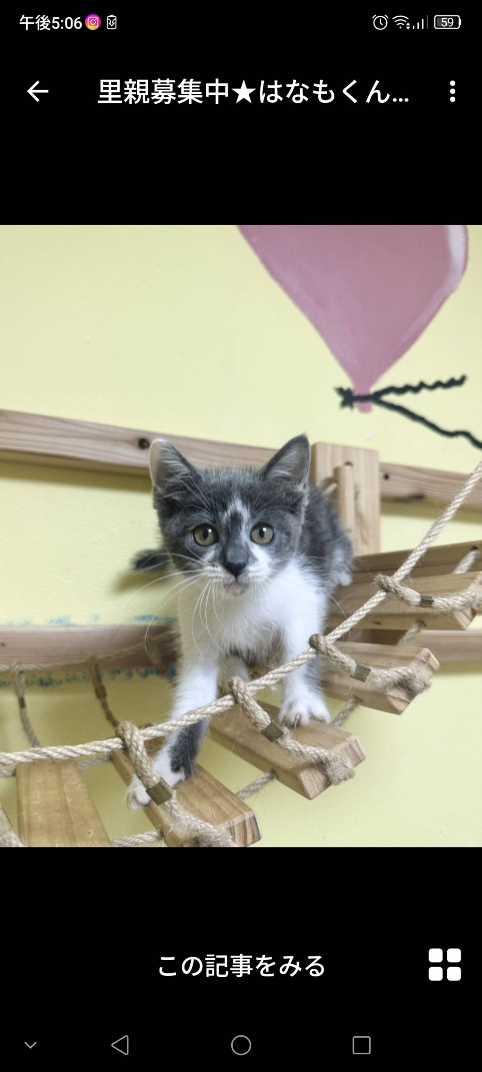 雑種（ミックス猫）・オスの里親募集の写真