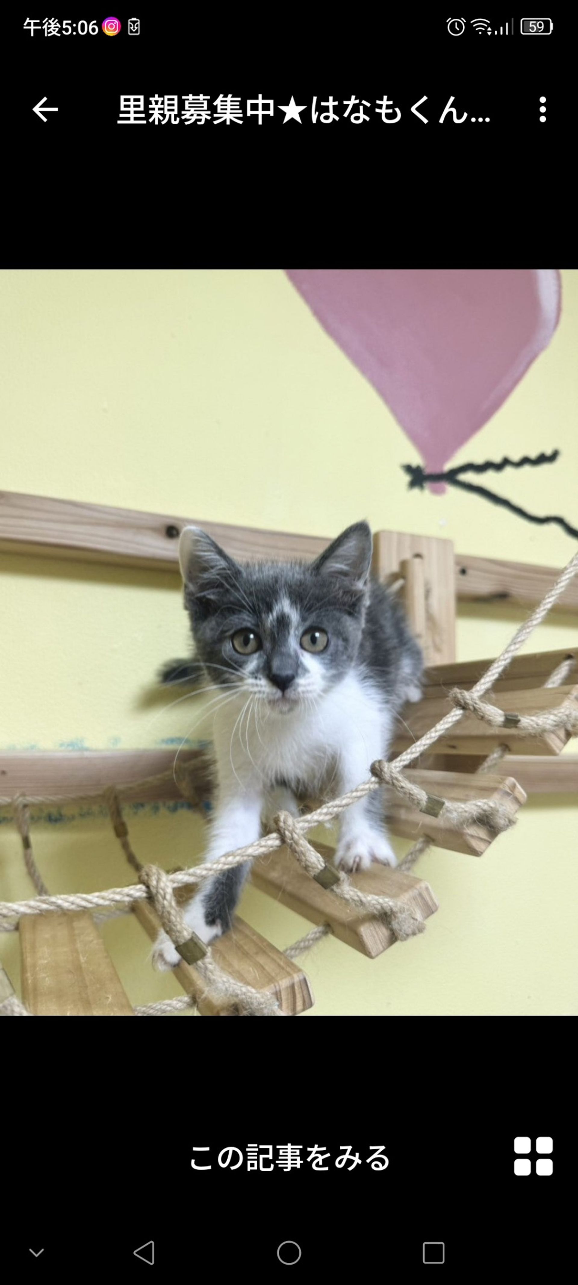 雑種（ミックス猫）・オスの里親募集の写真