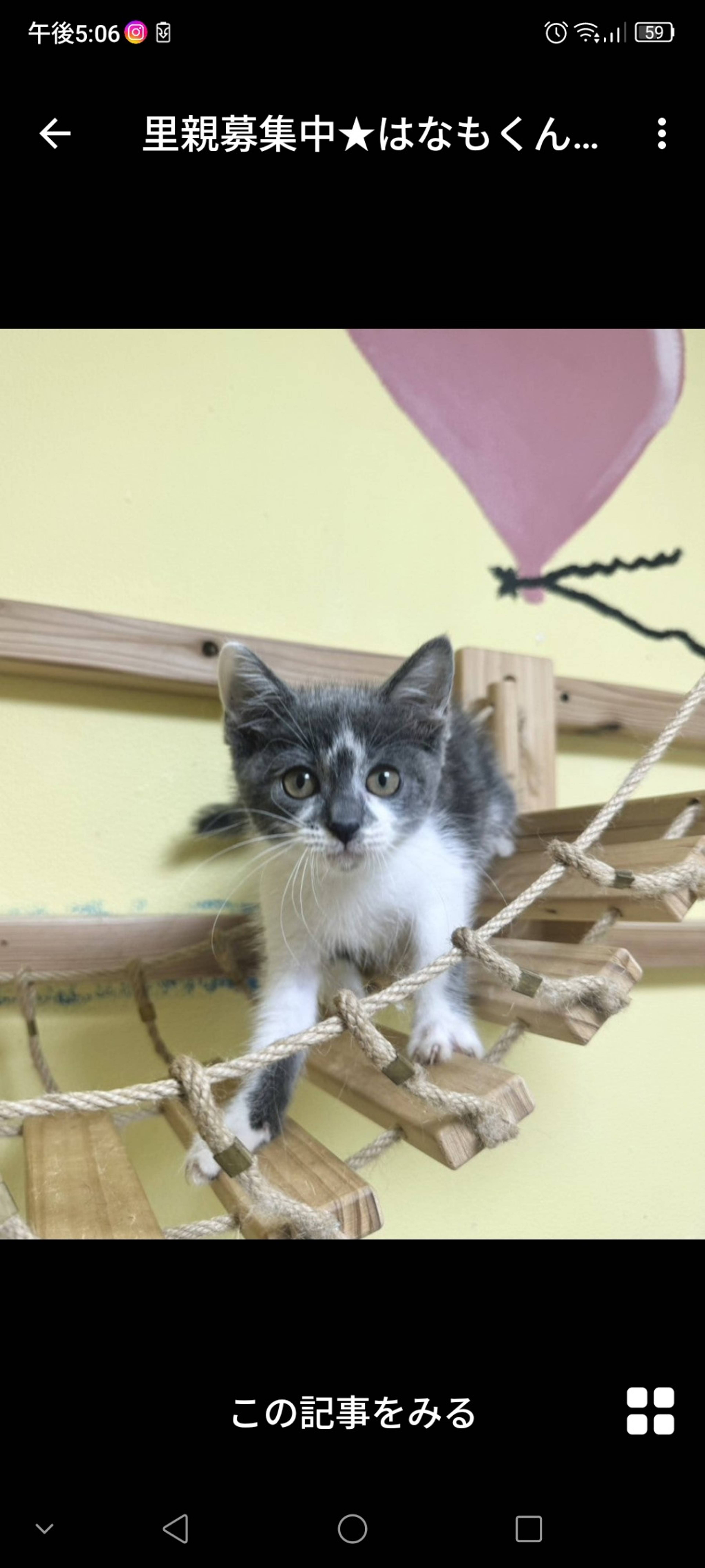 雑種（ミックス猫）・オスの里親募集の写真