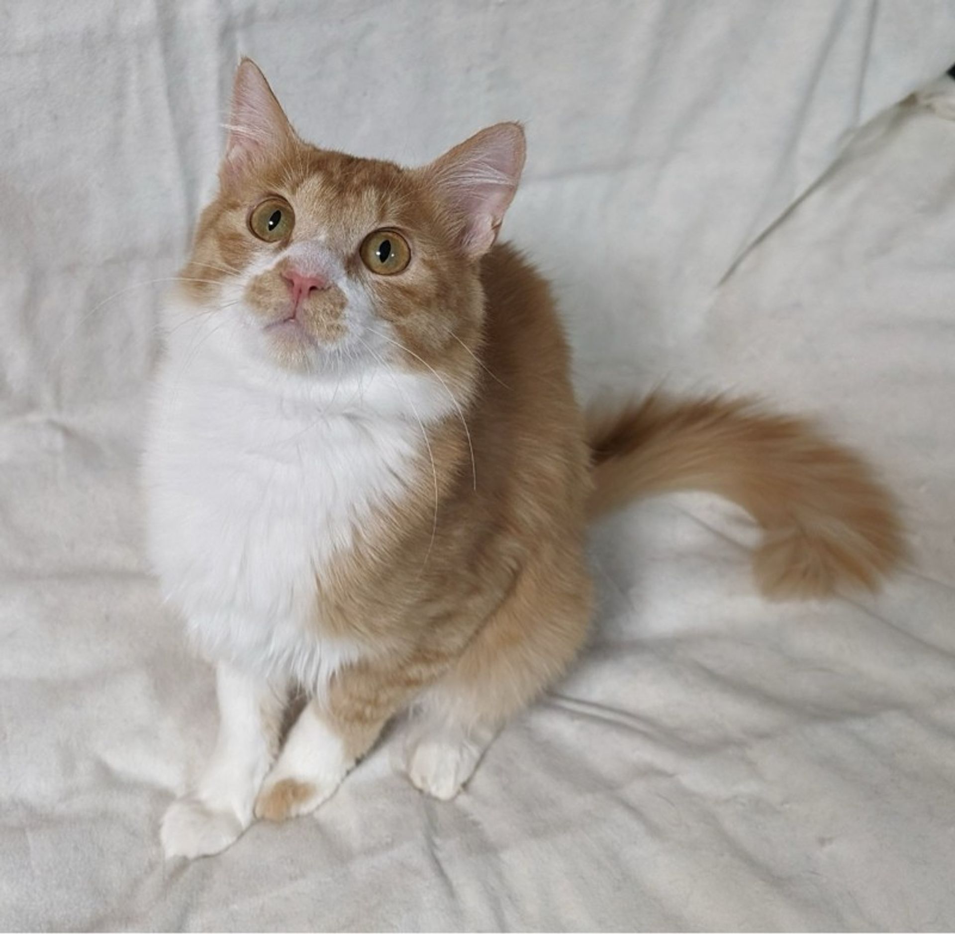雑種（ミックス猫）・オスの里親募集の写真