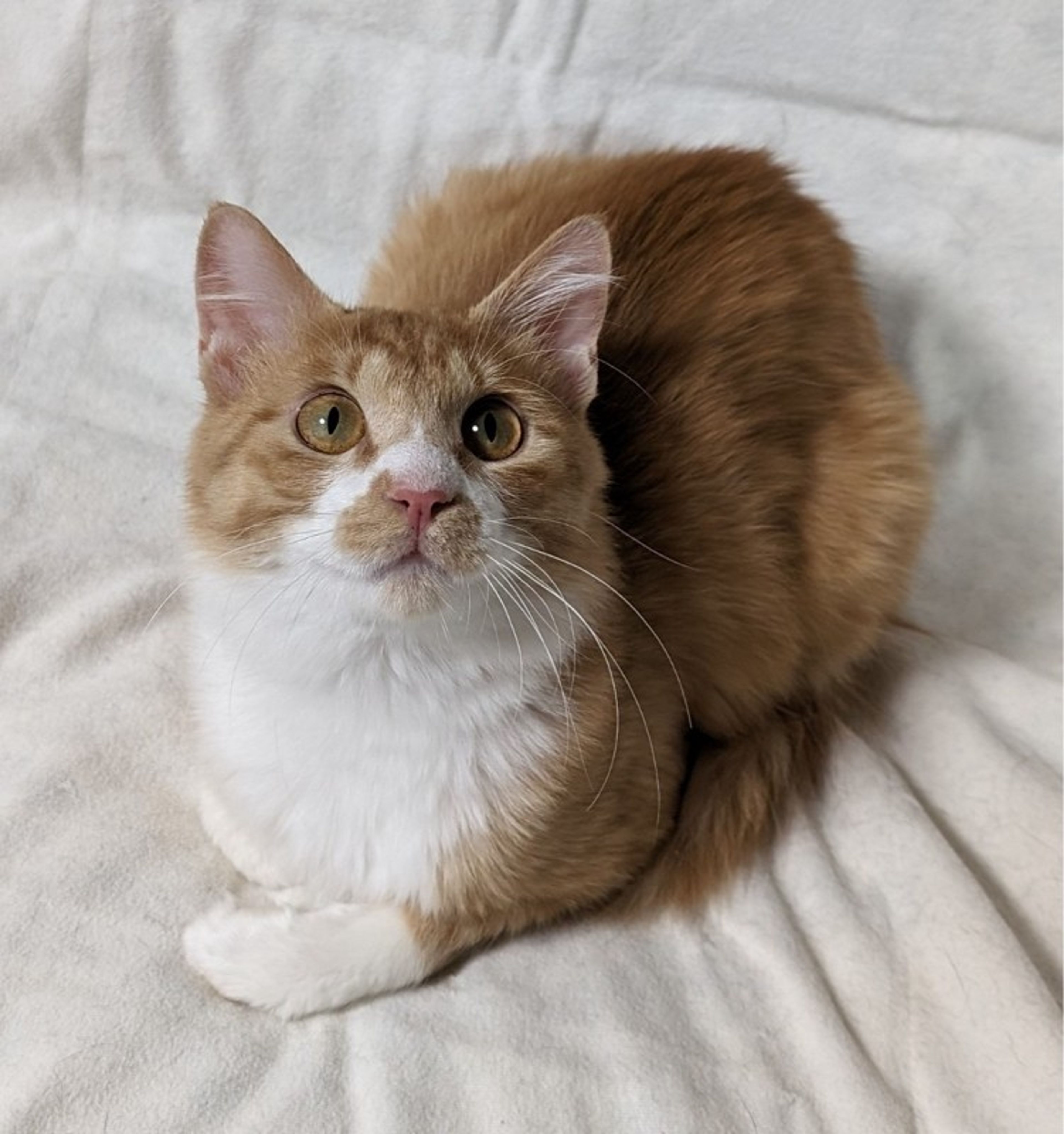 pet-image-2
