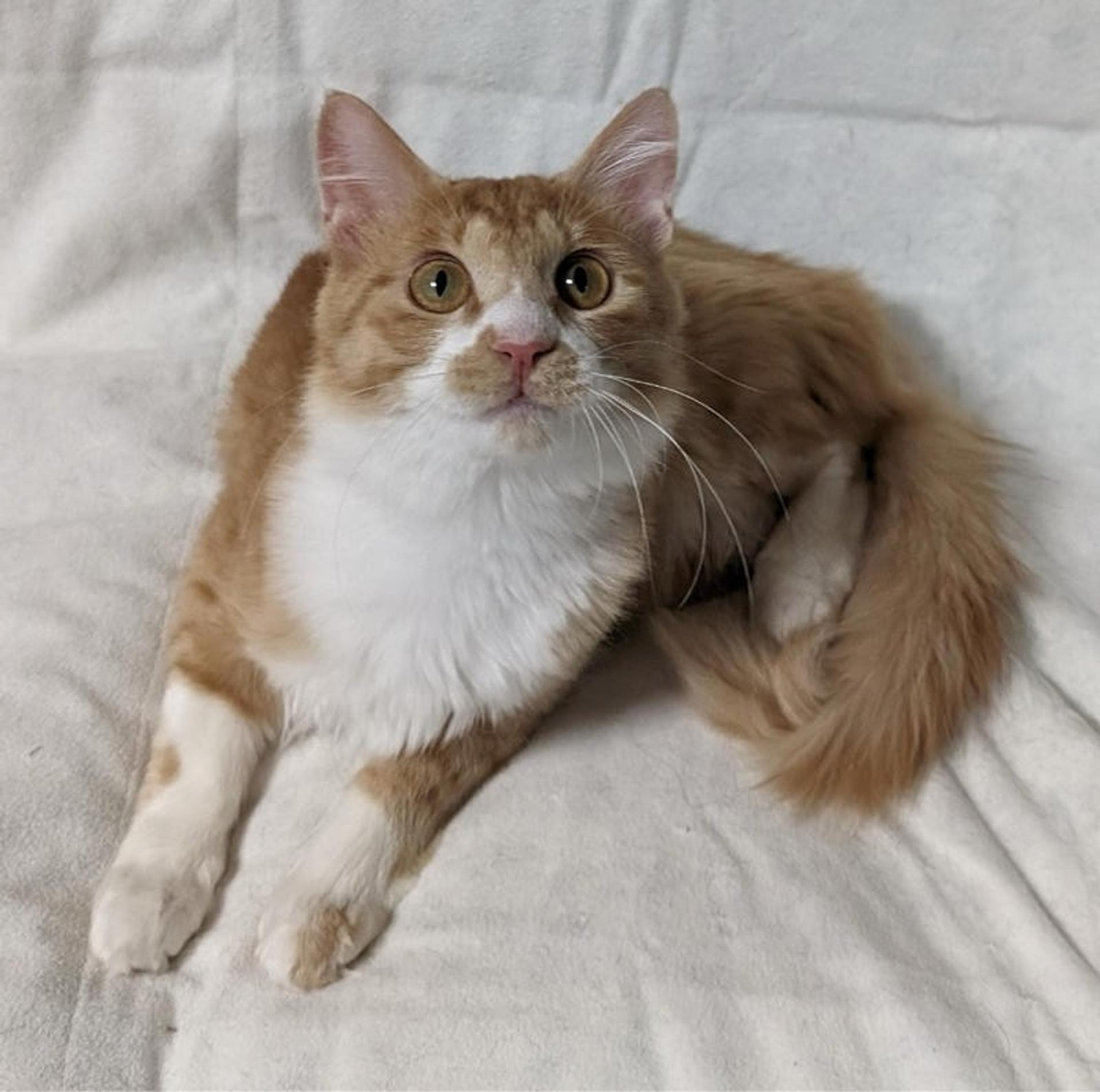 pet-image-4