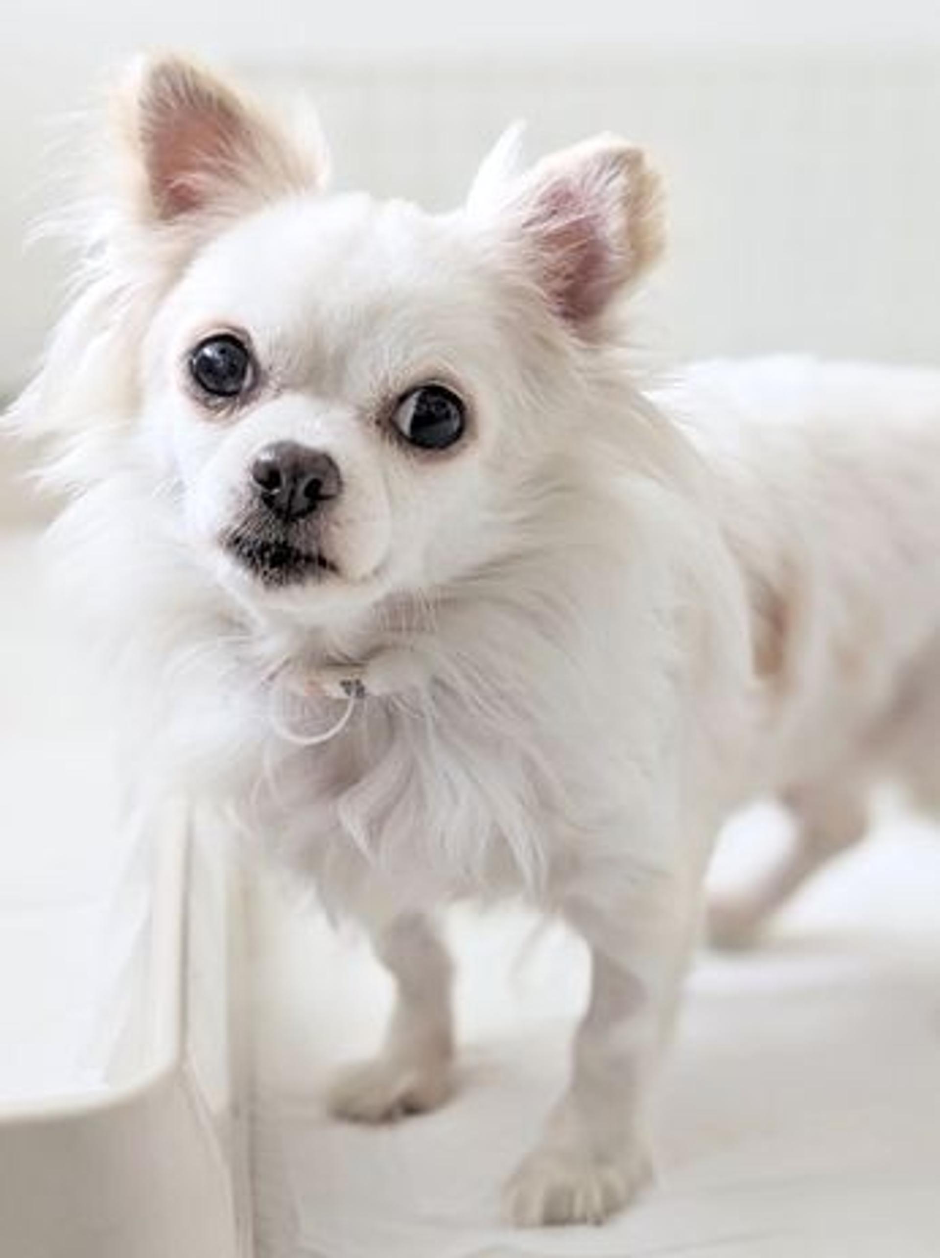 pet-image-2