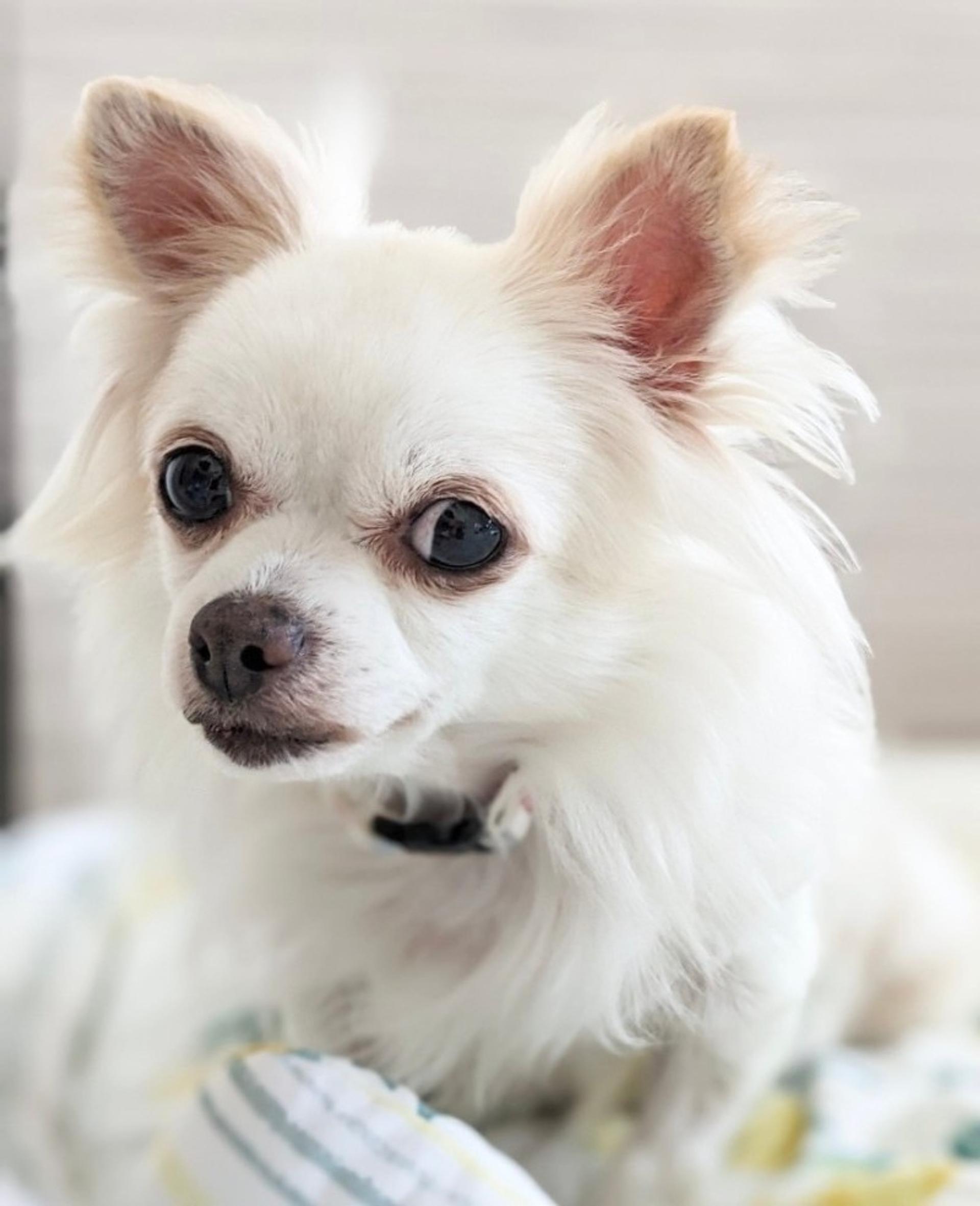 pet-image-4