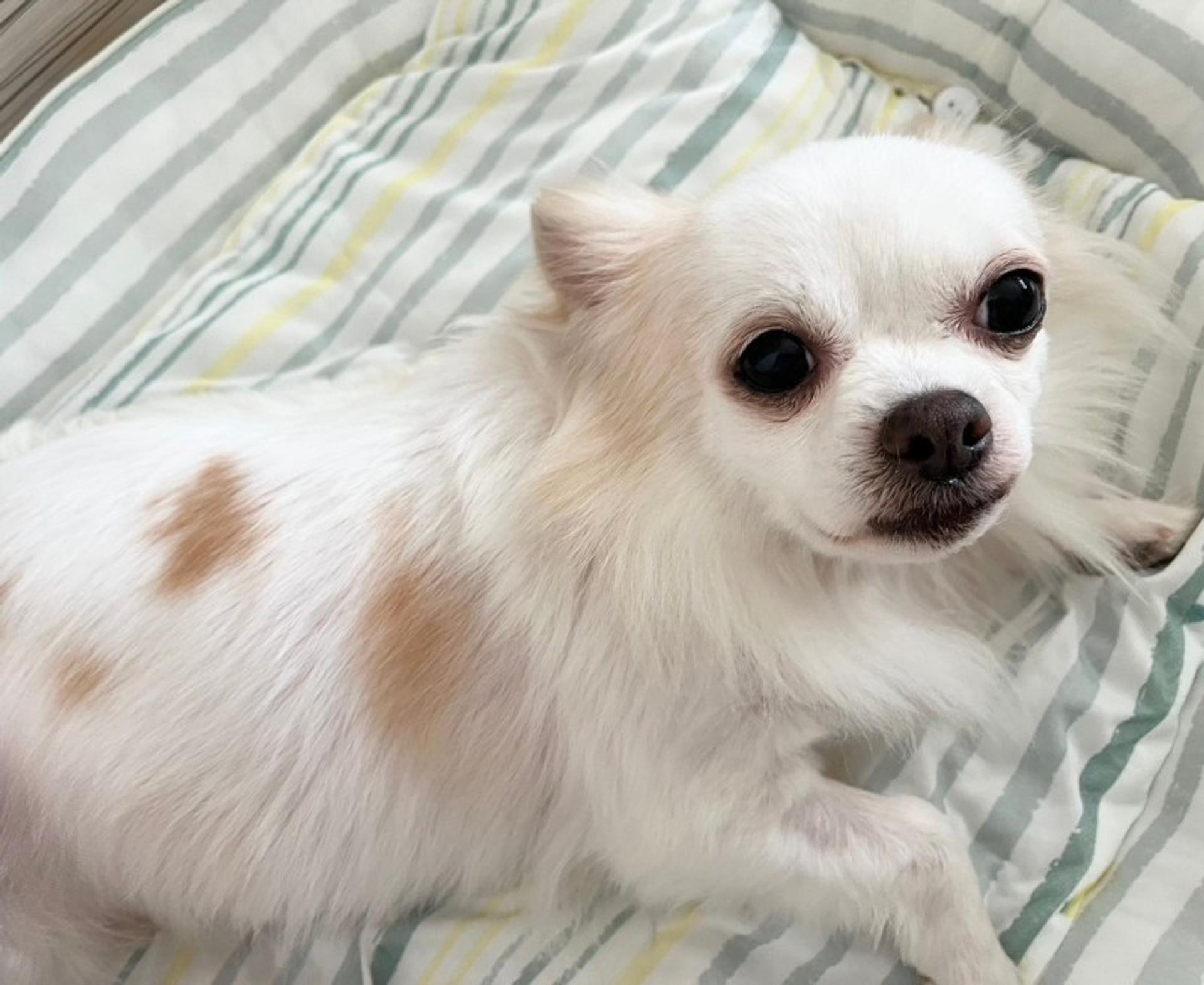 pet-image-5