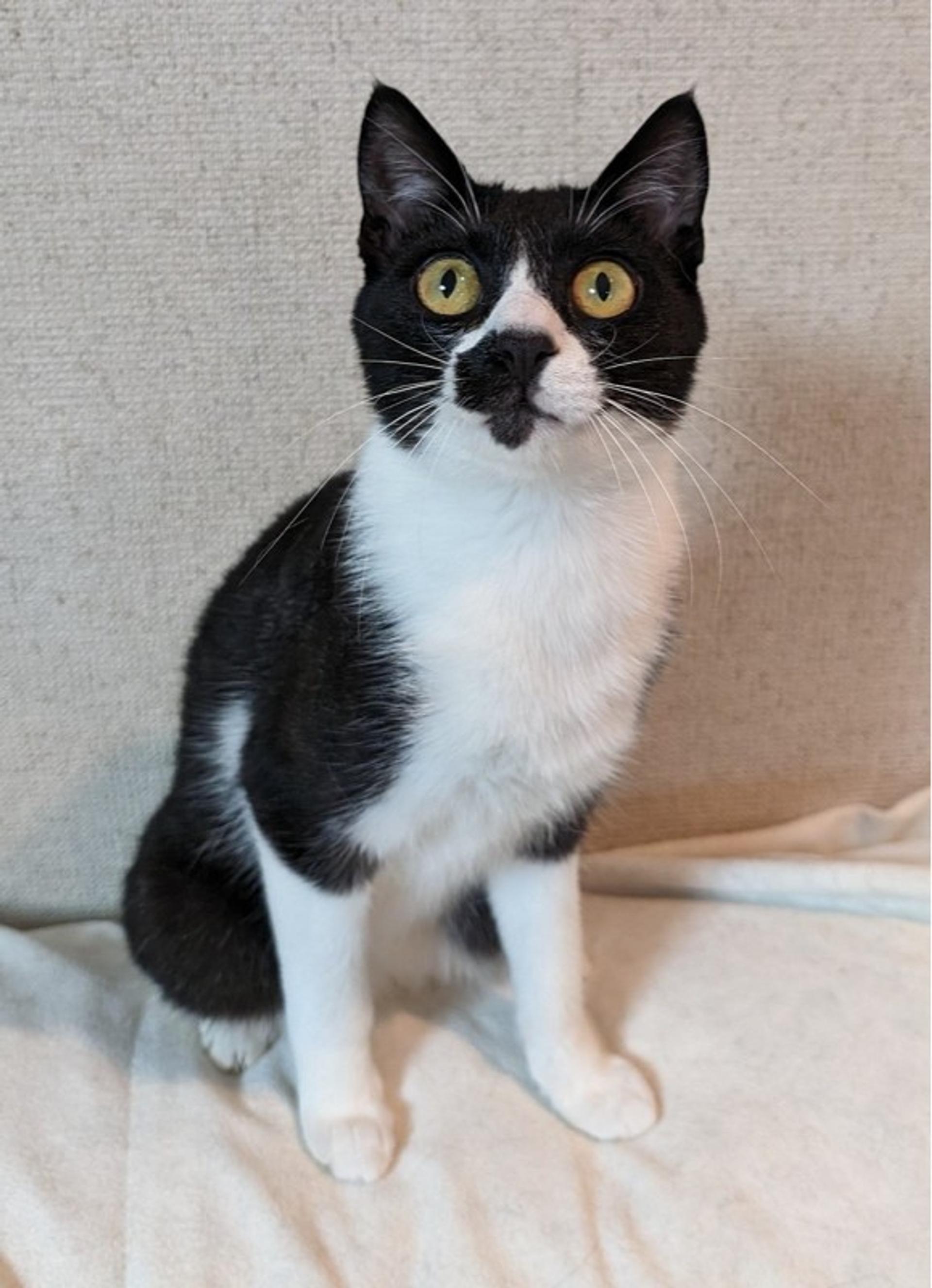 pet-image-5