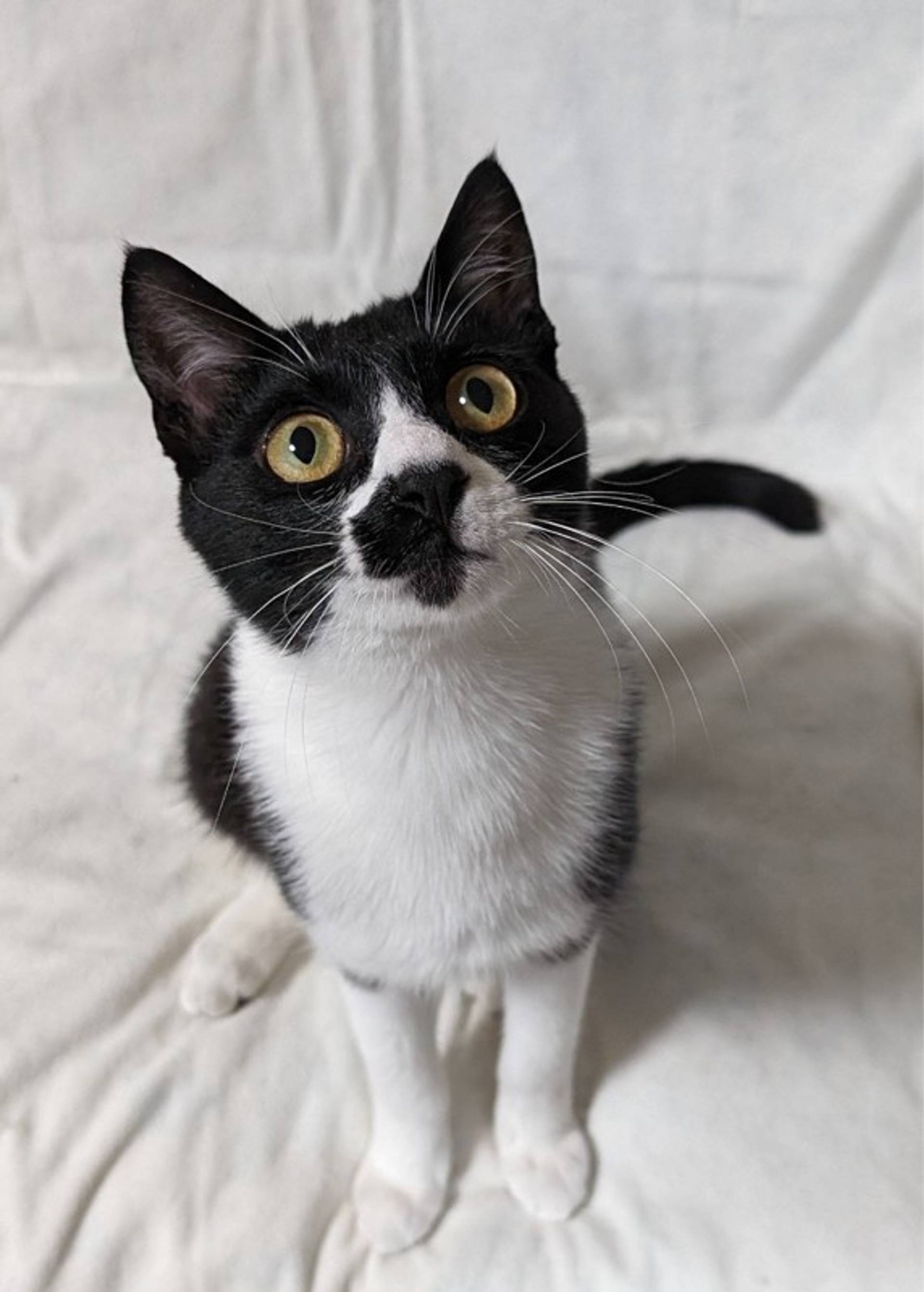 雑種（ミックス猫）・オスの里親募集の写真