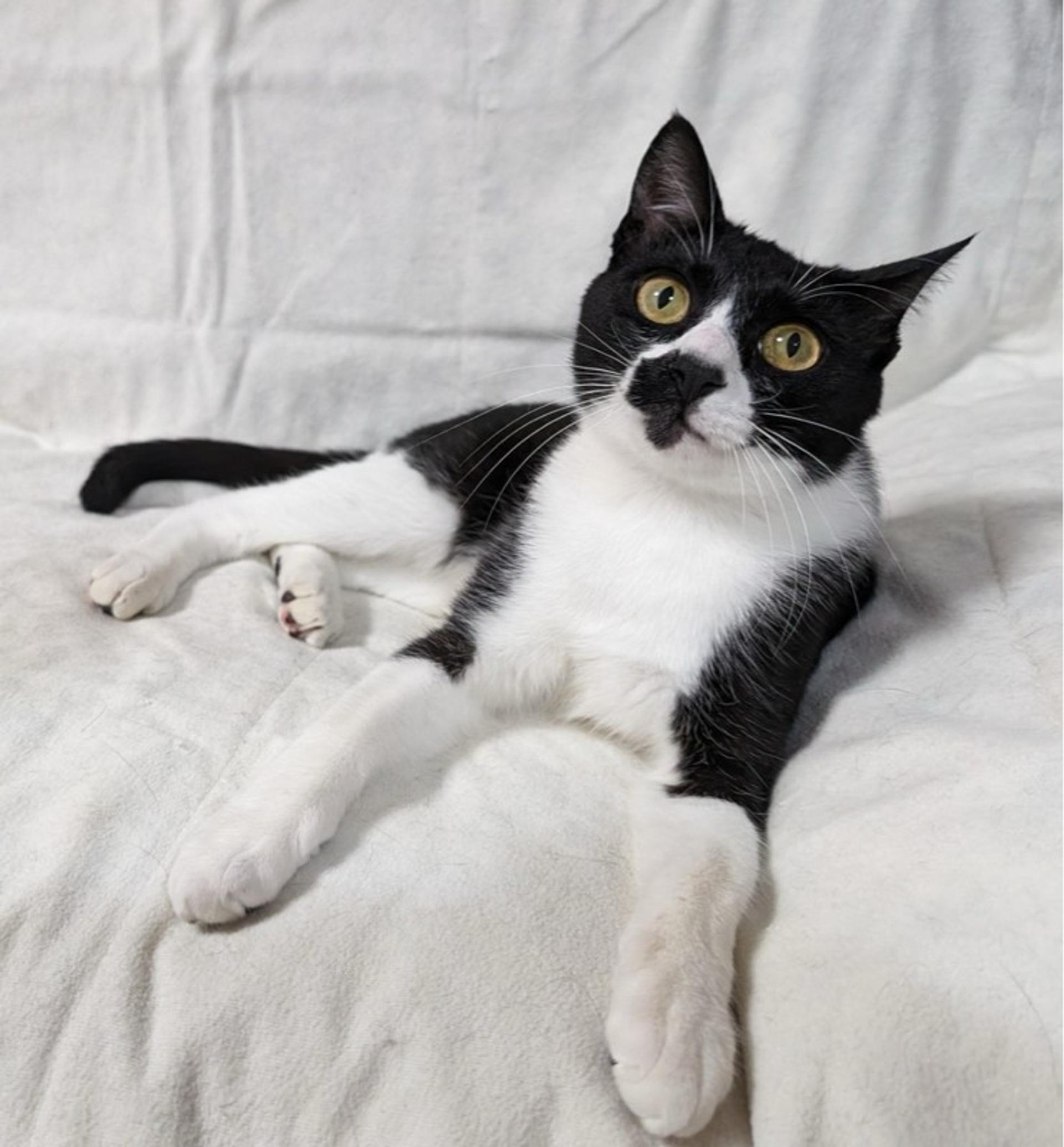 pet-image-4