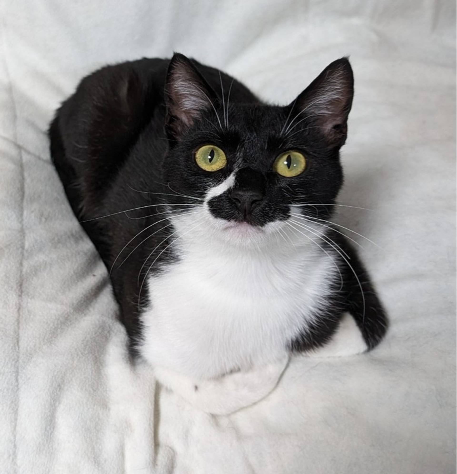 雑種（ミックス猫）・オスの里親募集の写真