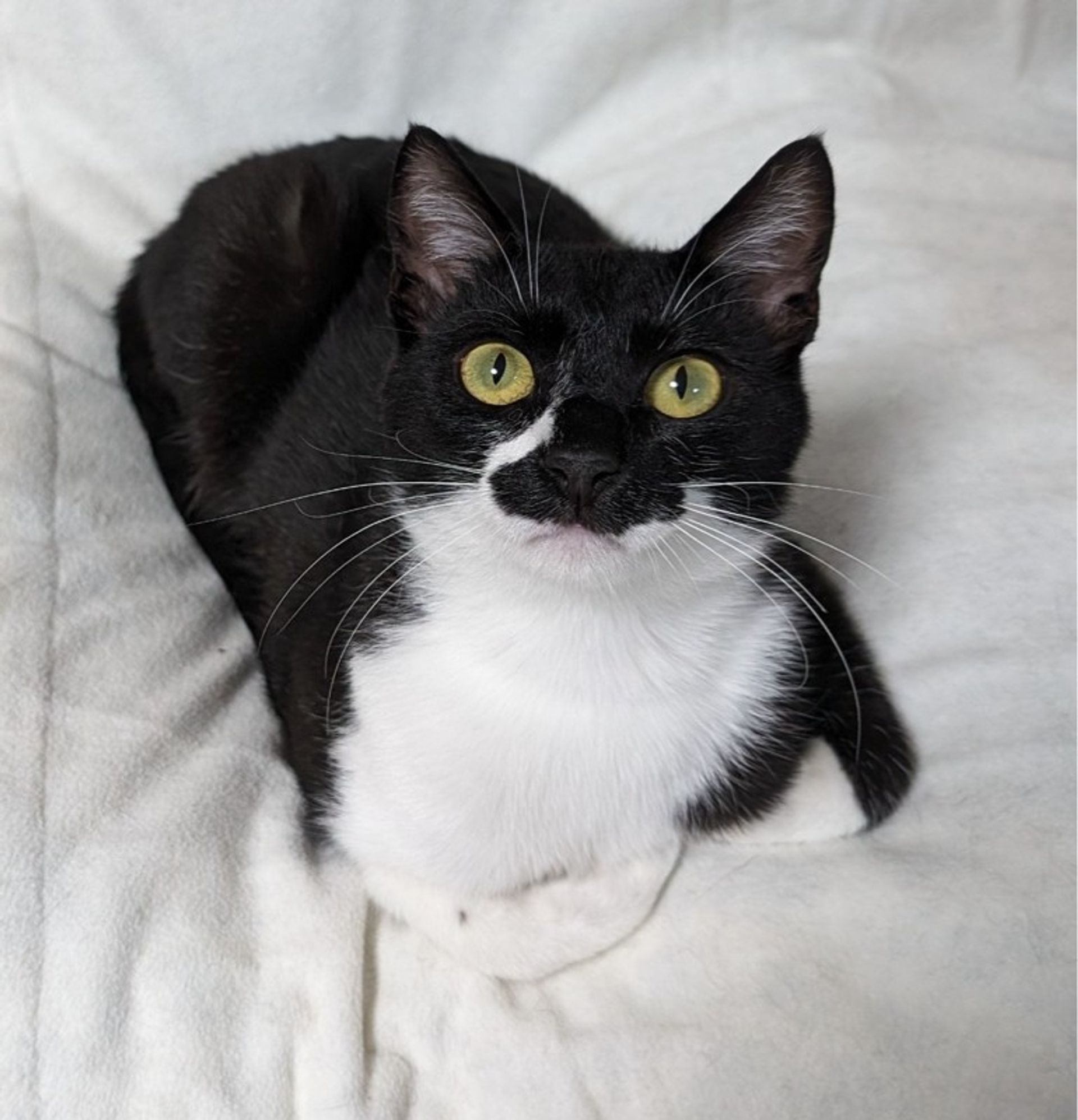 雑種（ミックス猫）・オスの里親募集の写真