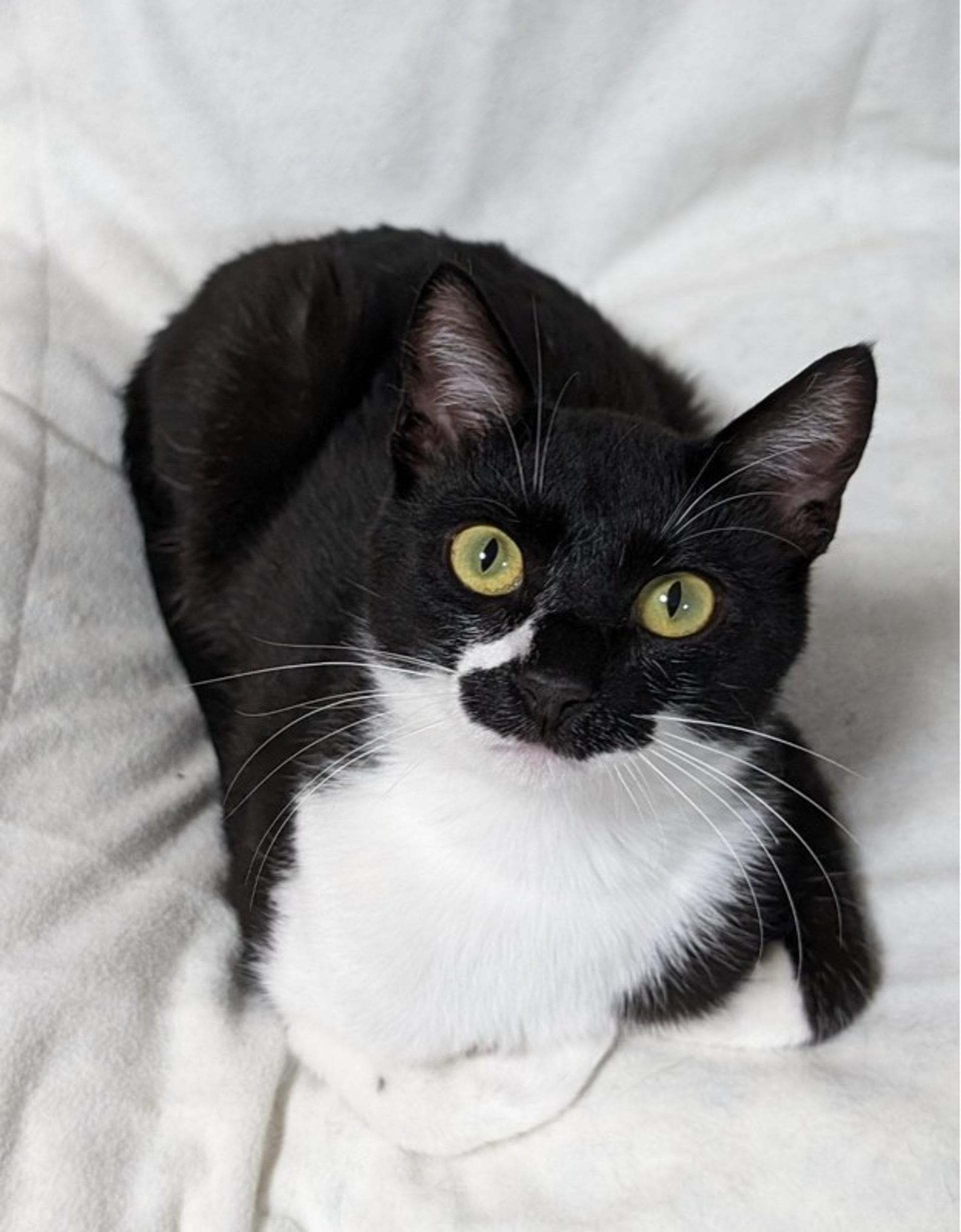pet-image-5
