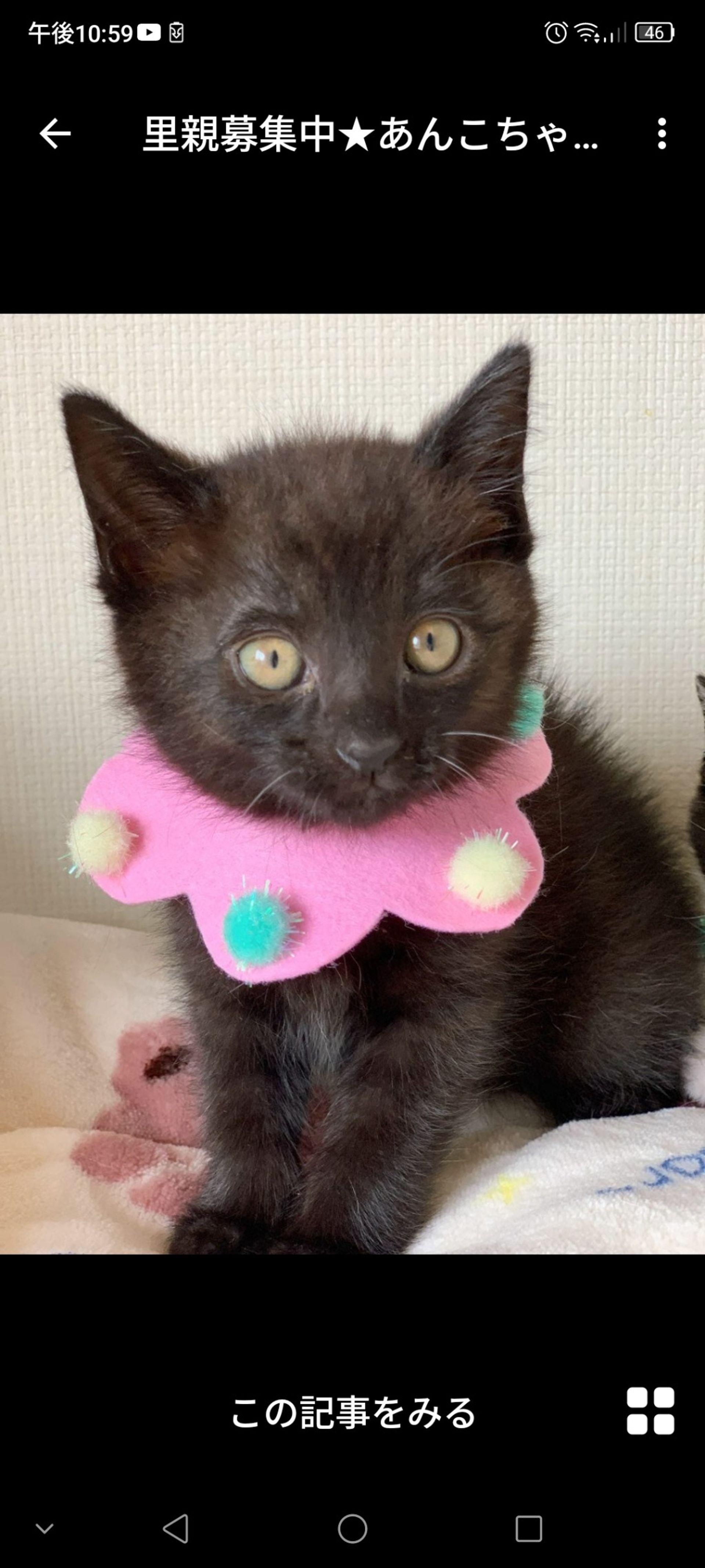 雑種（ミックス猫）・メスの里親募集の写真