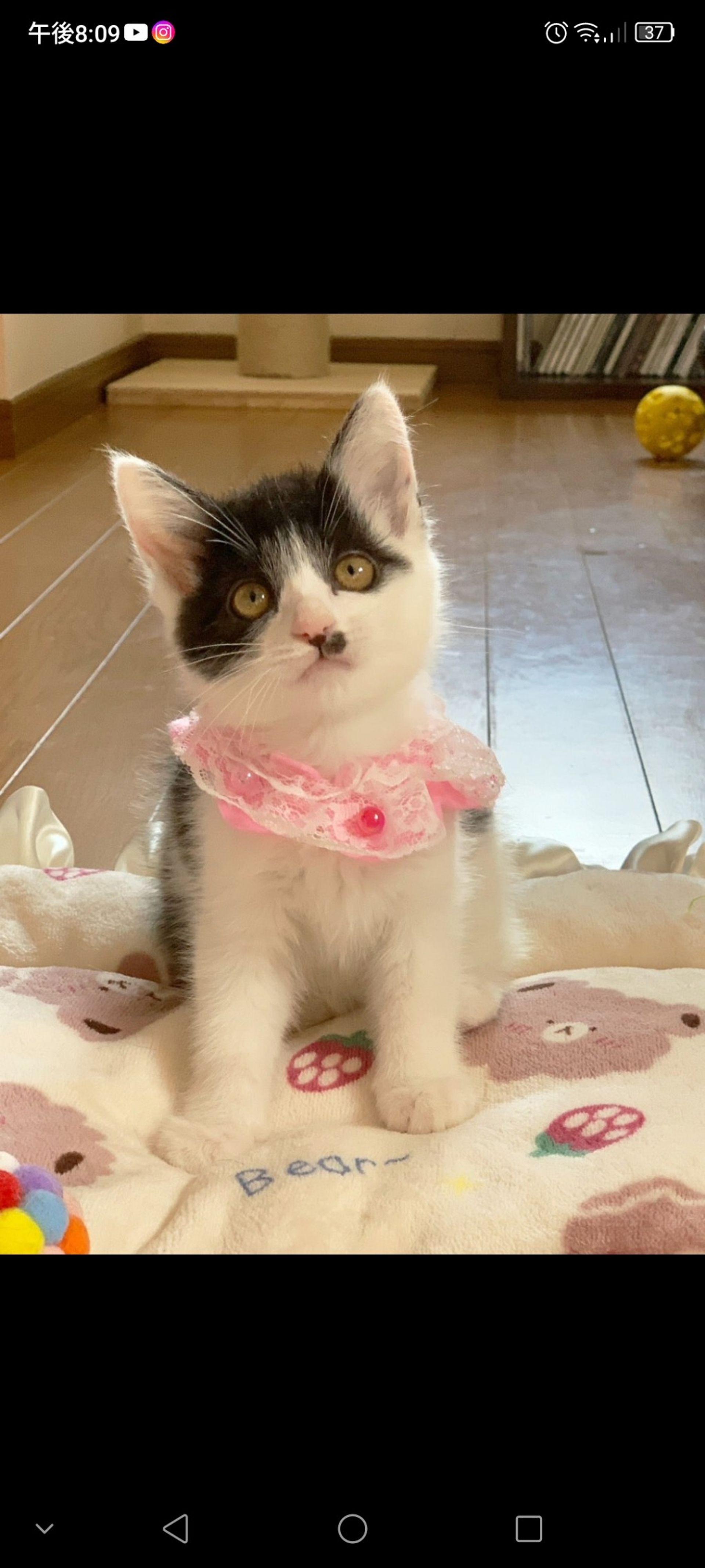 雑種（ミックス猫）・メスの里親募集の写真