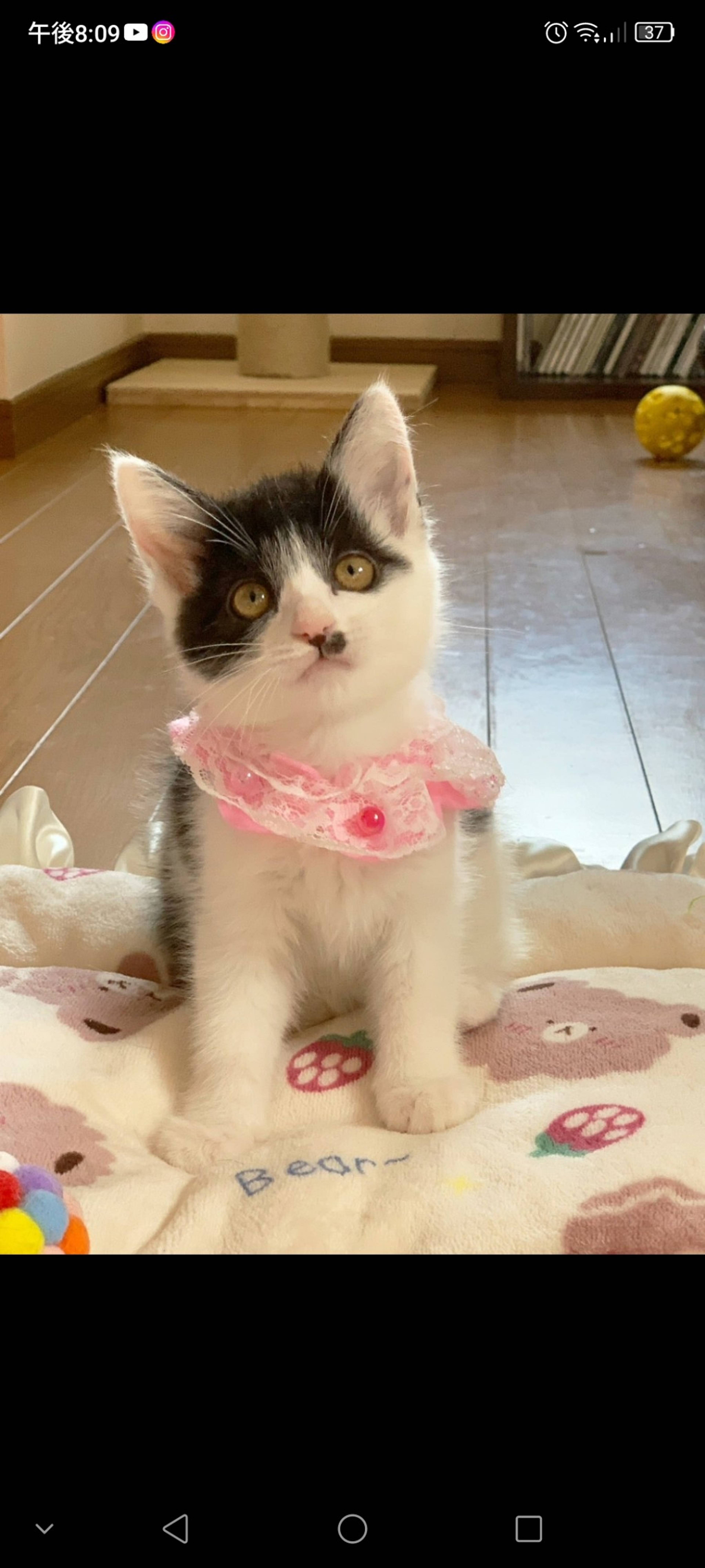 雑種（ミックス猫）・メスの里親募集の写真