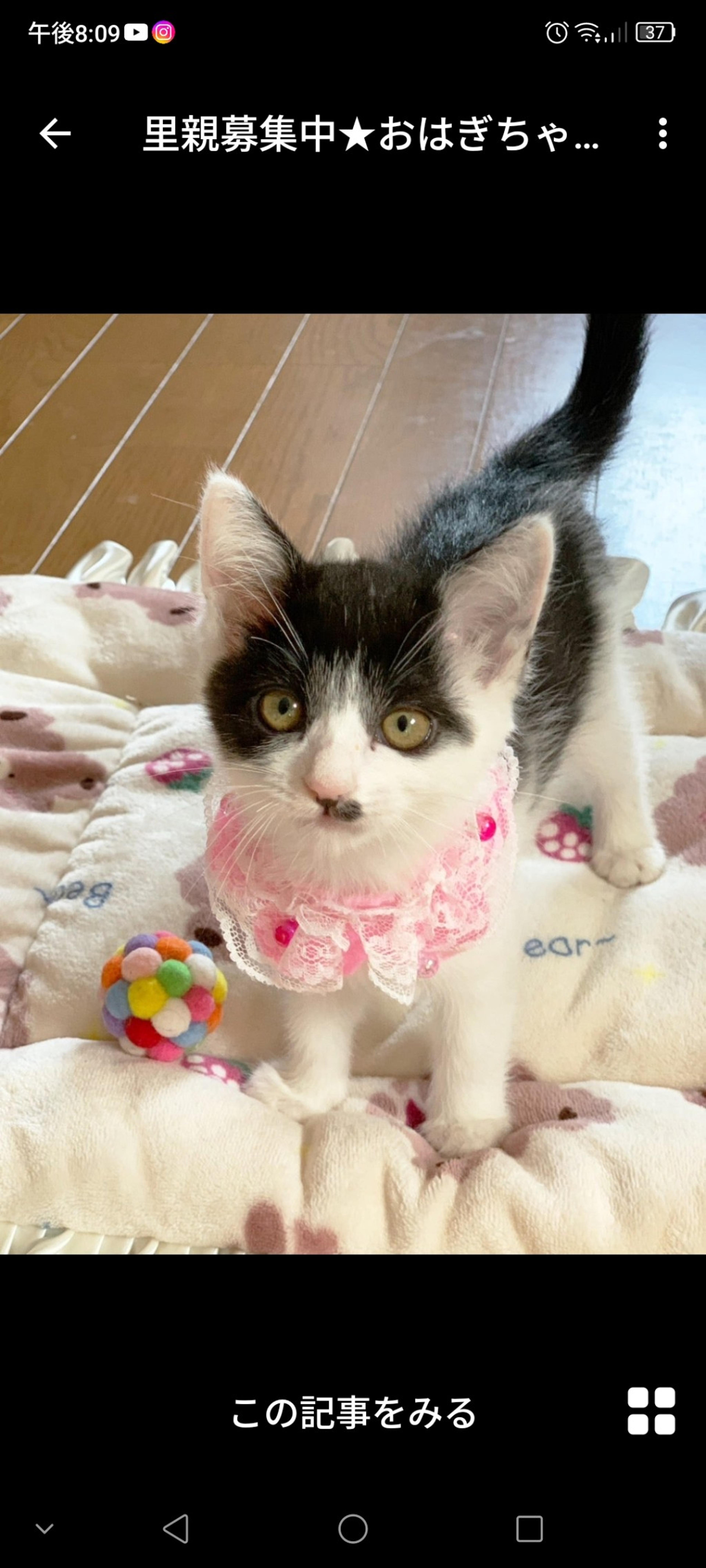 pet-image-3