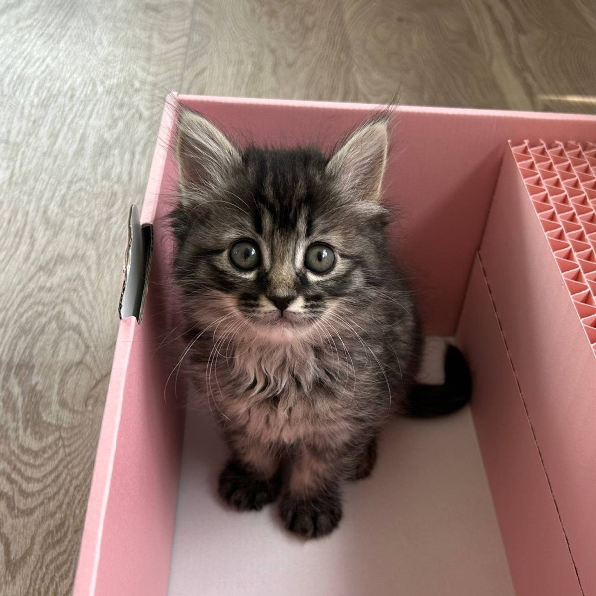 雑種（ミックス猫）・メスの里親募集の写真