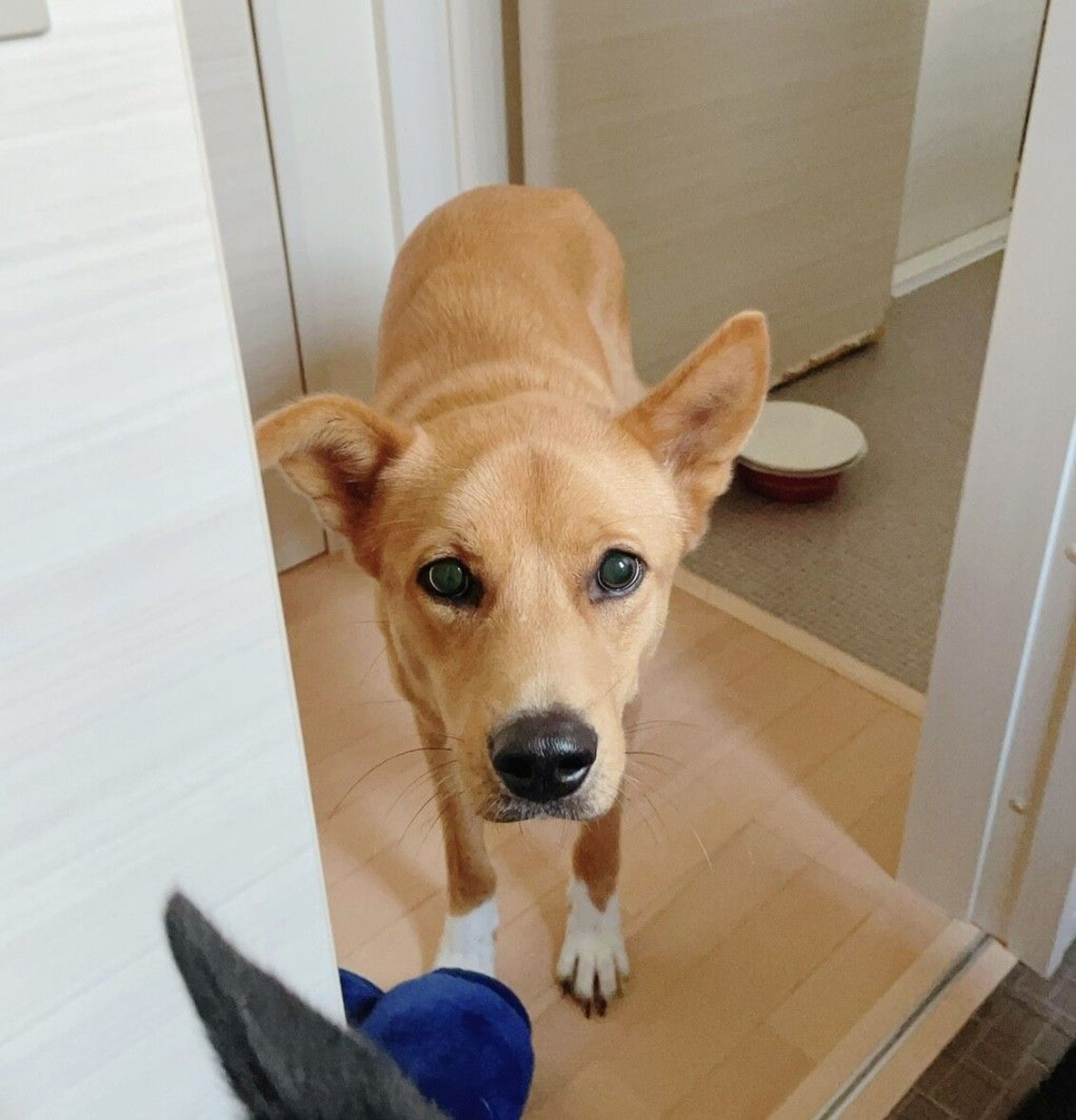 雑種（ミックス犬）・オスの里親募集の写真