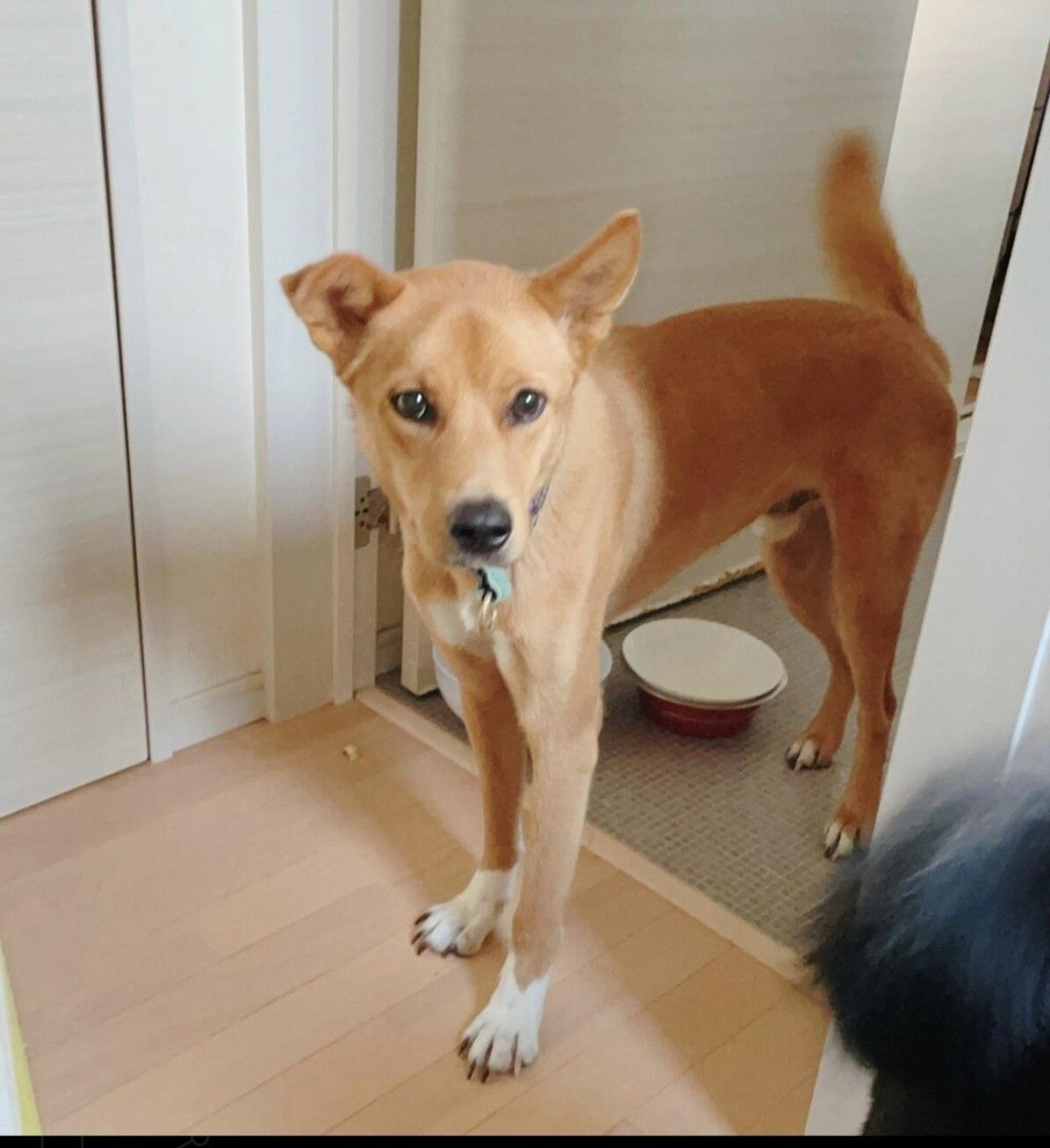 pet-image-2