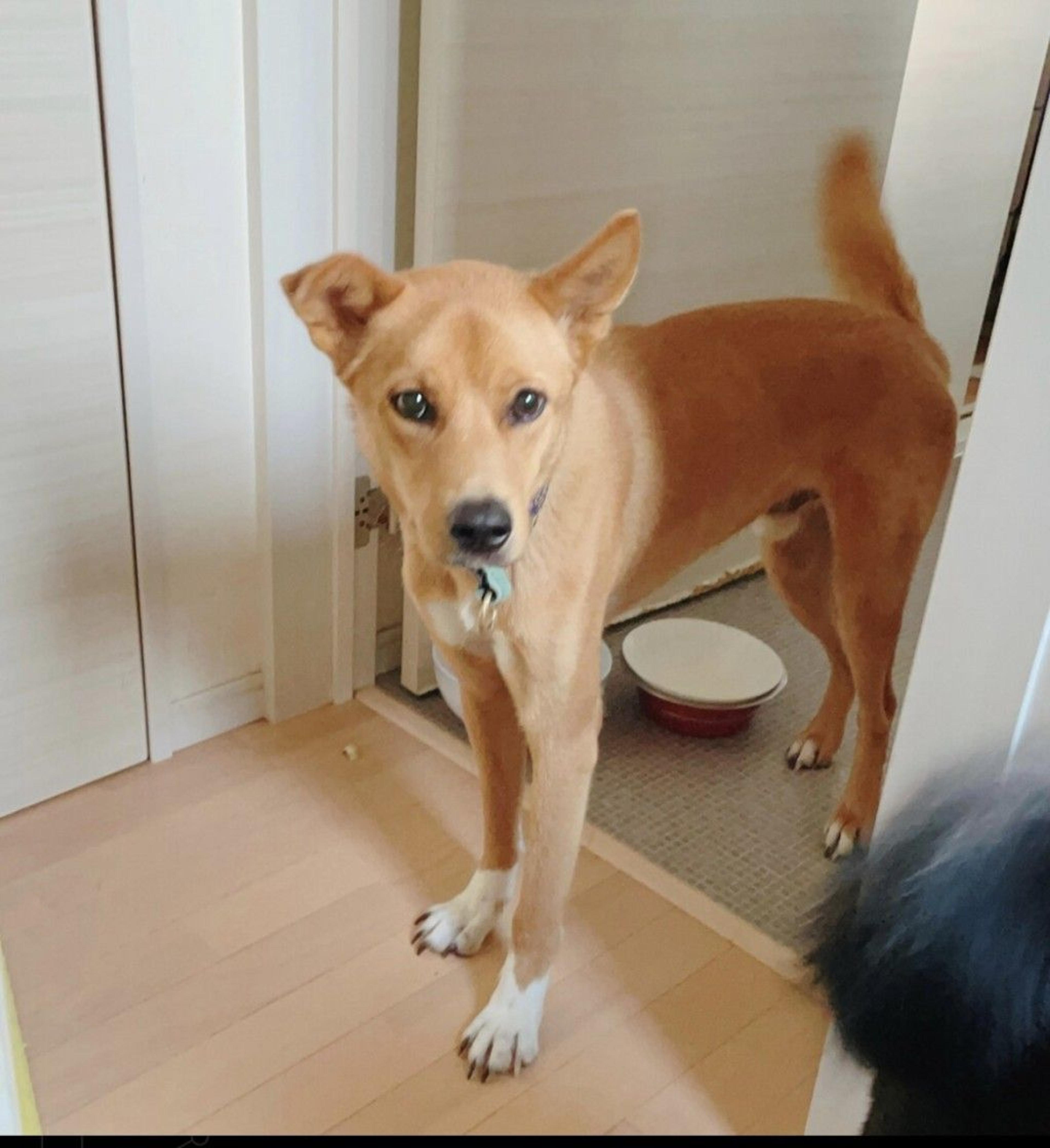 pet-image-2