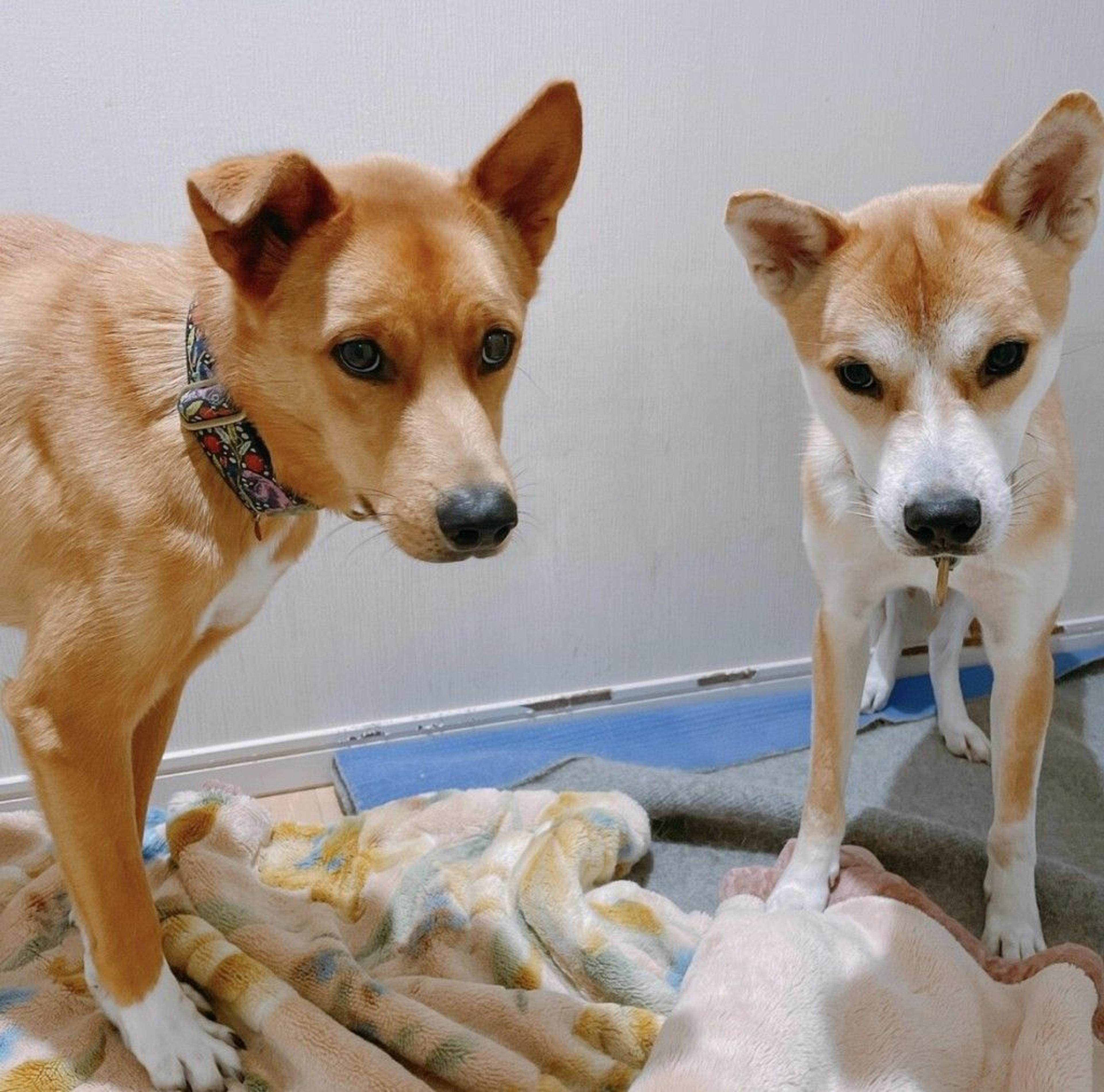 pet-image-4