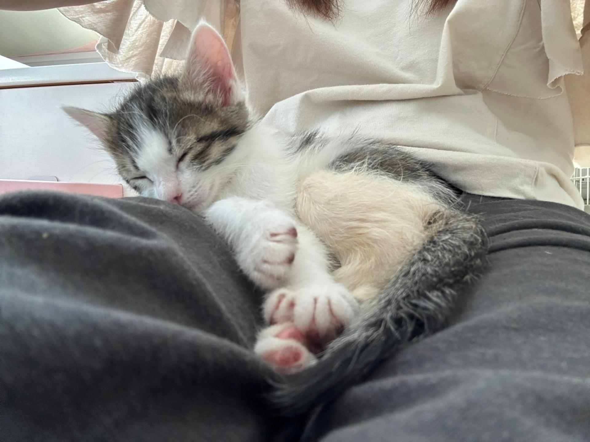 pet-image-4