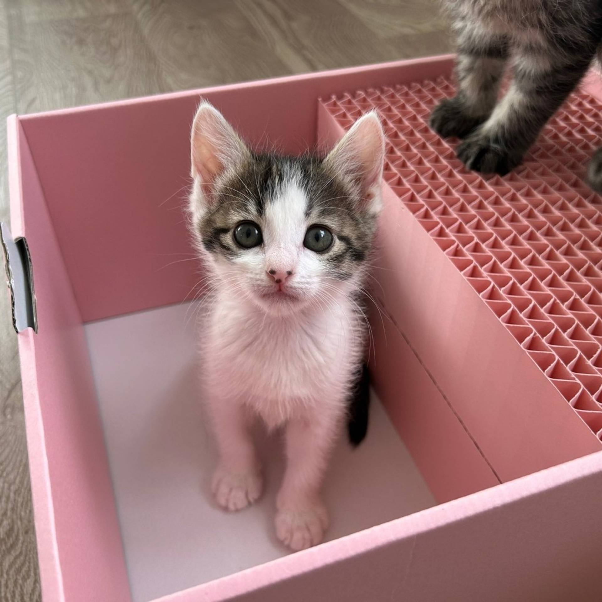 雑種（ミックス猫）・メスの里親募集の写真