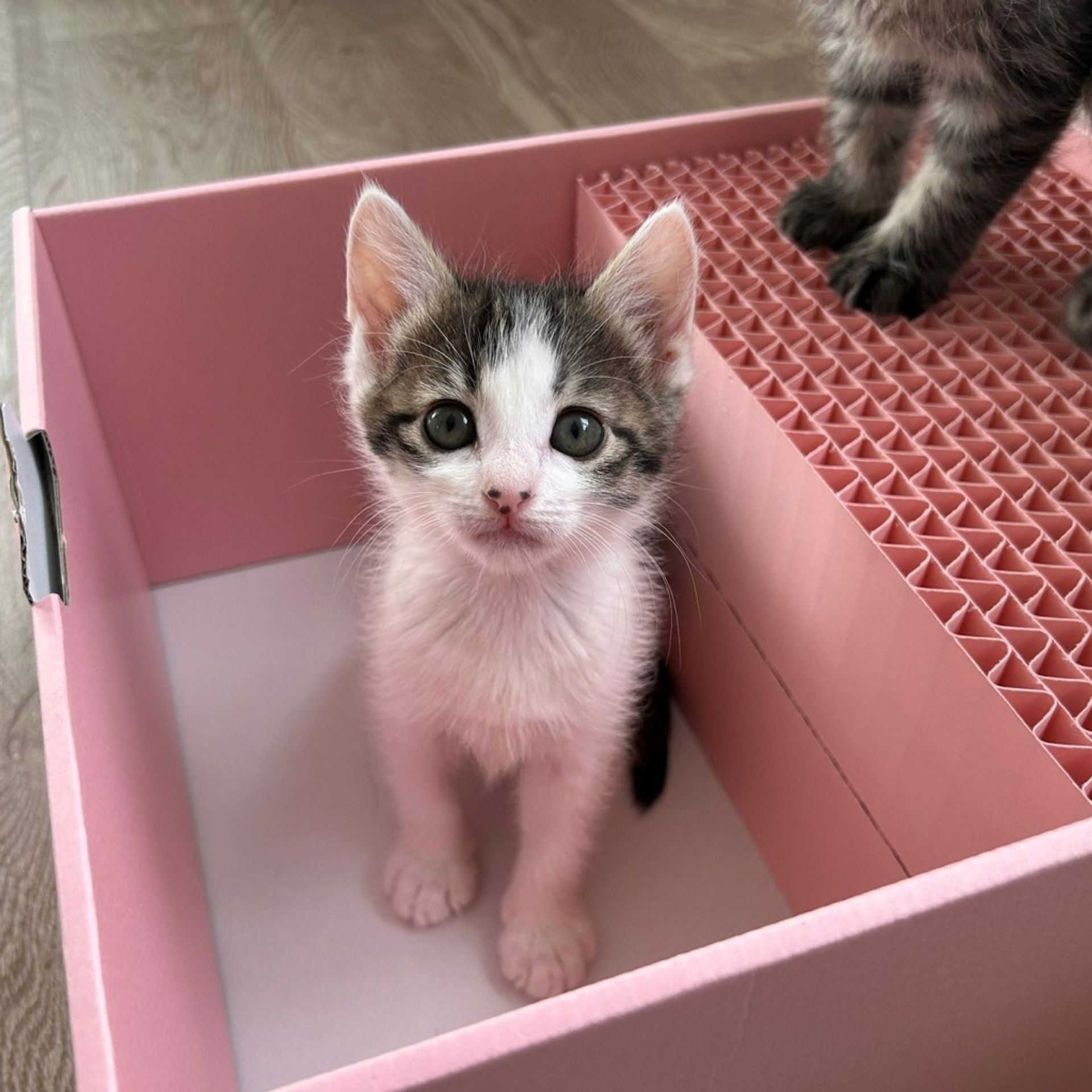 雑種（ミックス猫）・メスの里親募集の写真