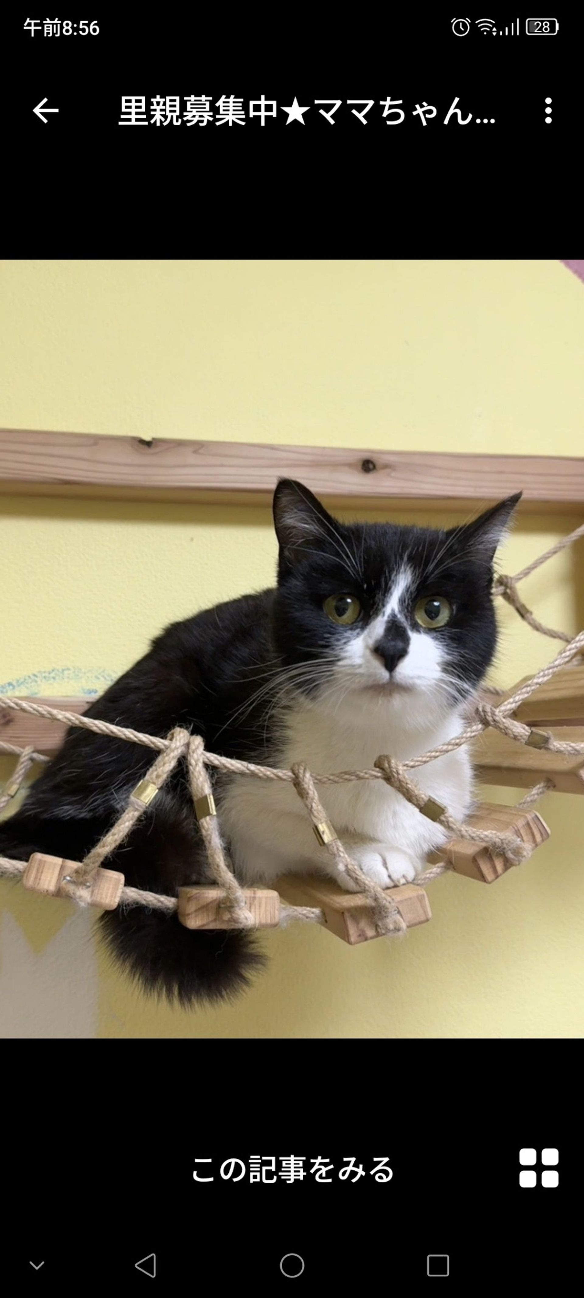 雑種（ミックス猫）・メスの里親募集の写真
