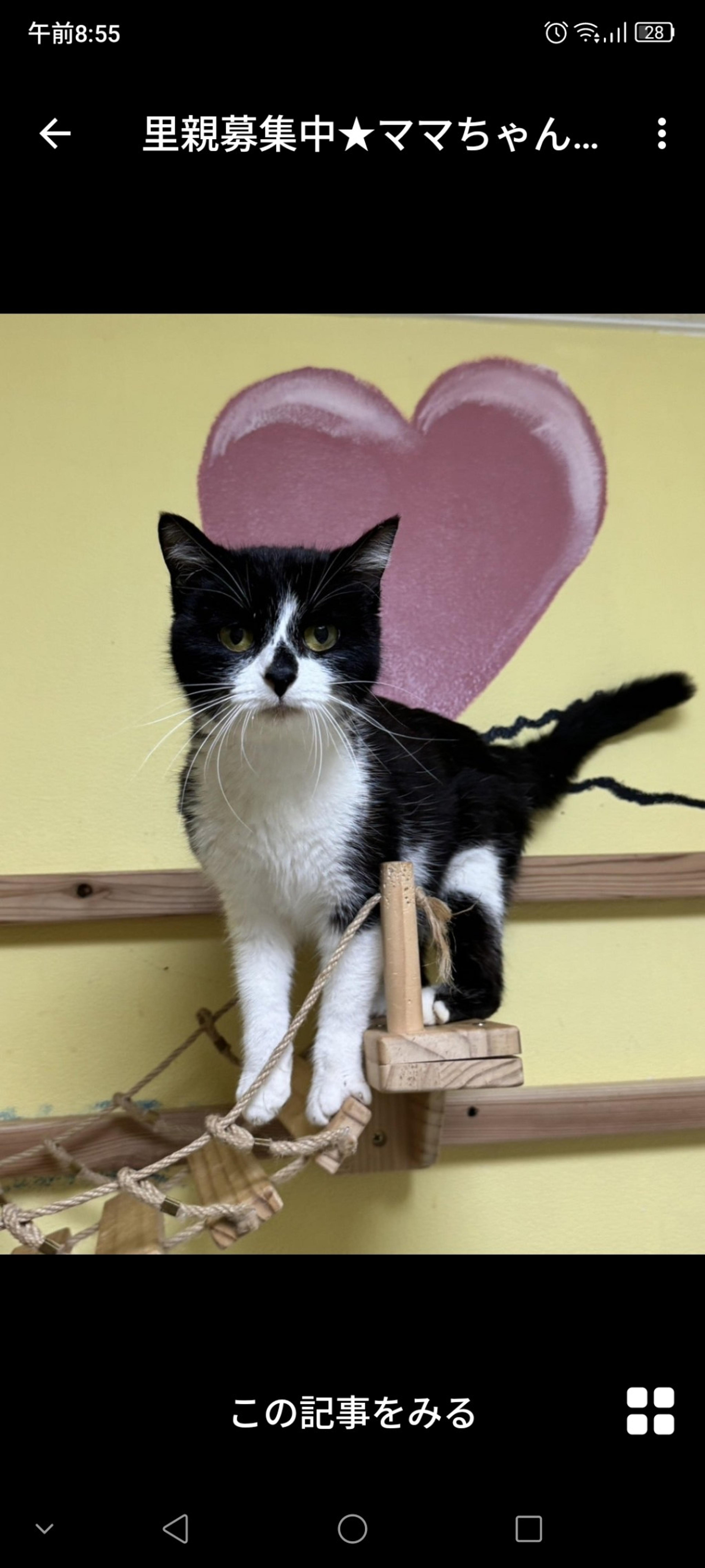 pet-image-3