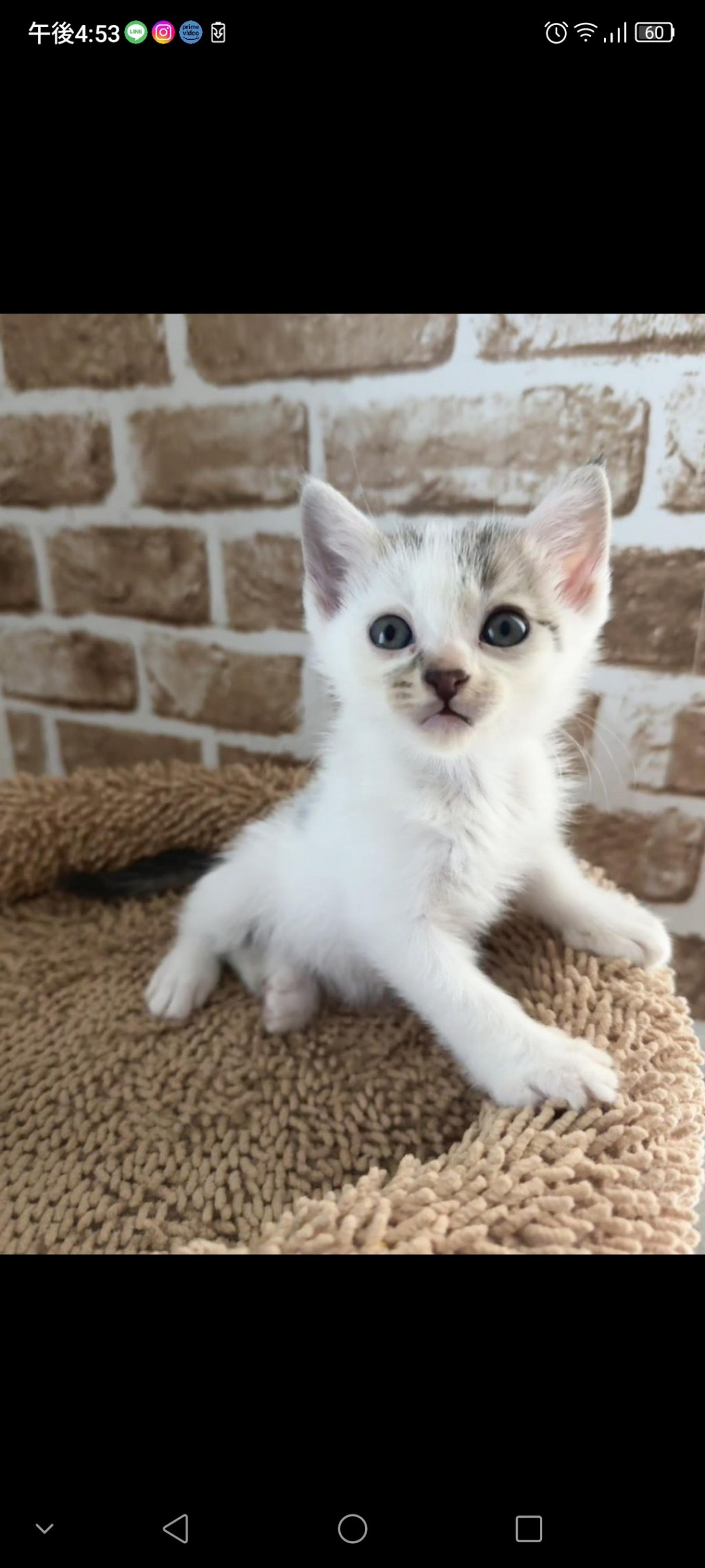 pet-image-2