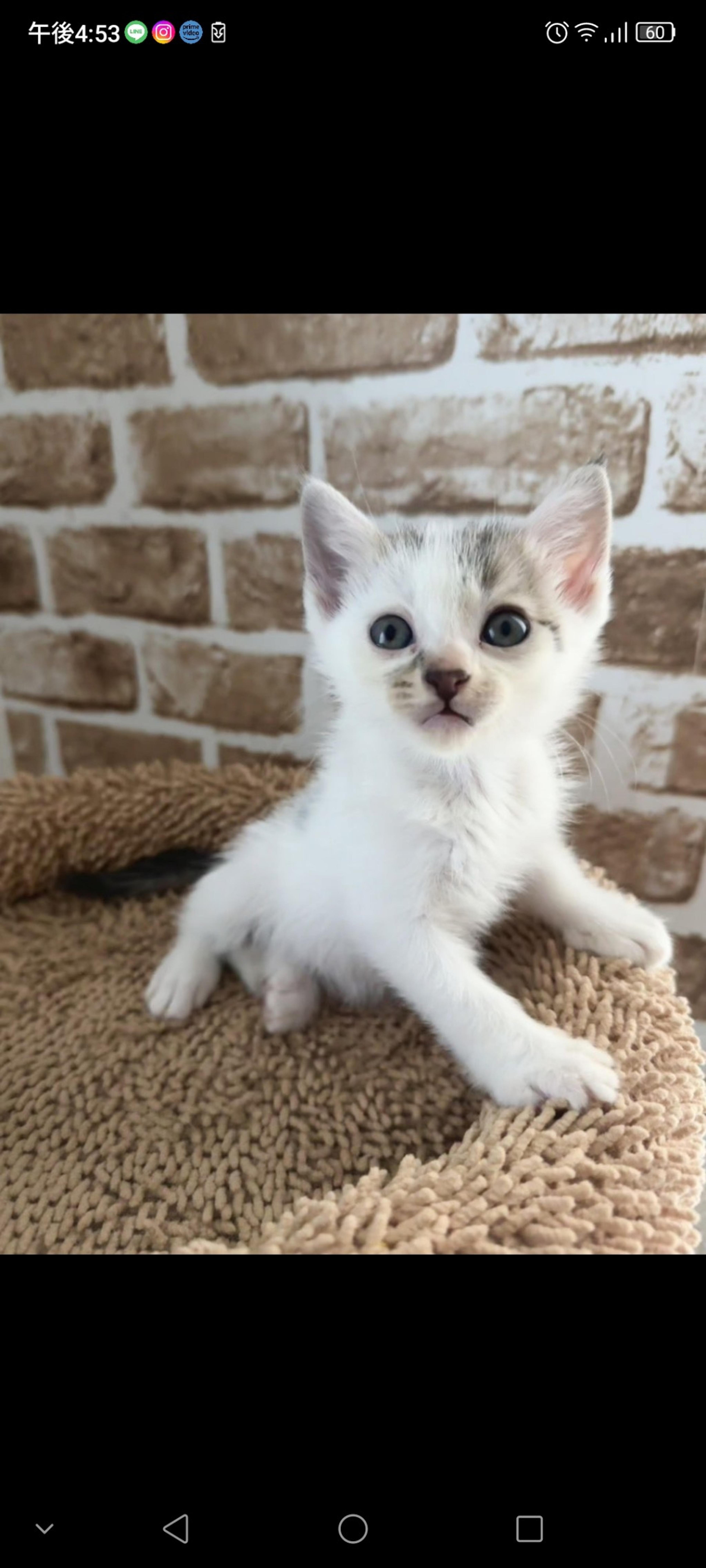 pet-image-2
