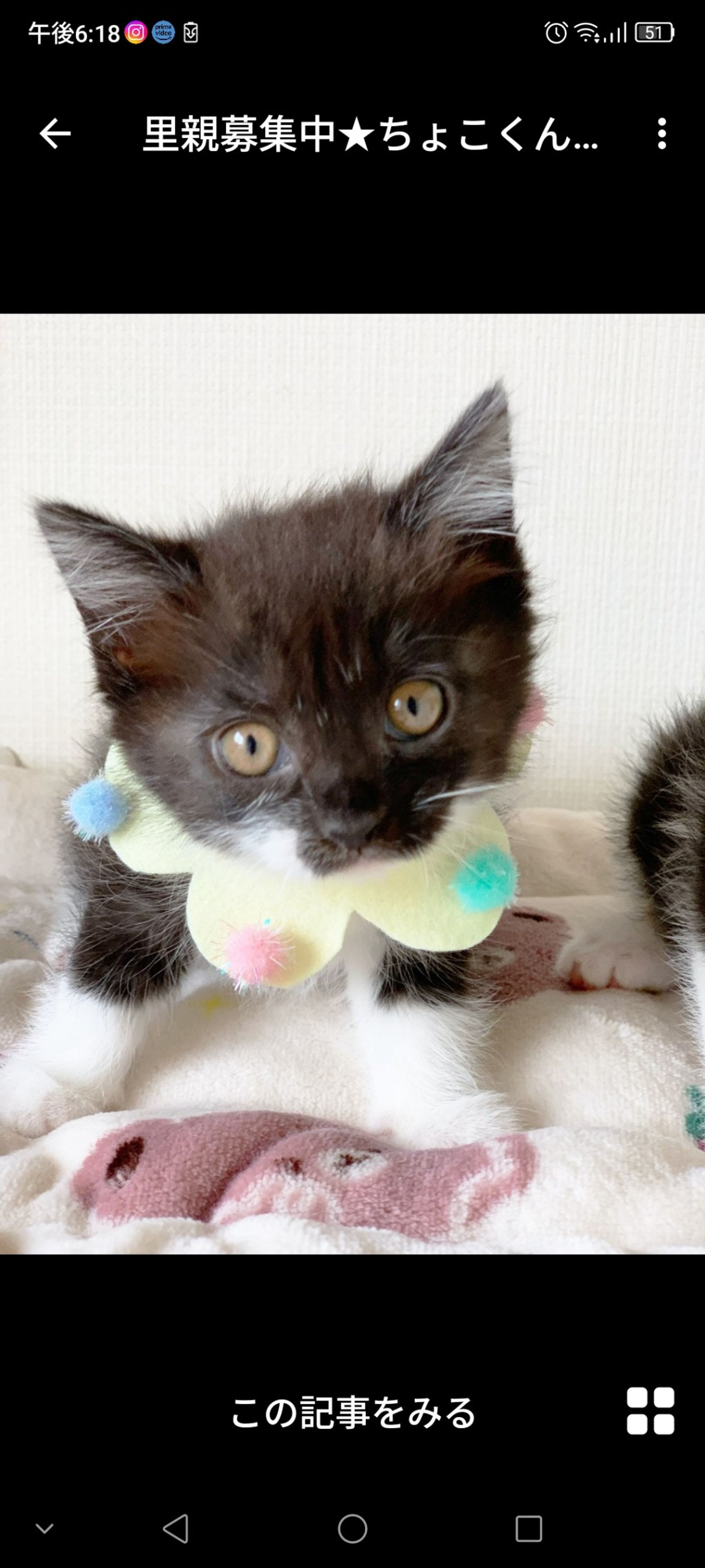 雑種（ミックス猫）・オスの里親募集の写真
