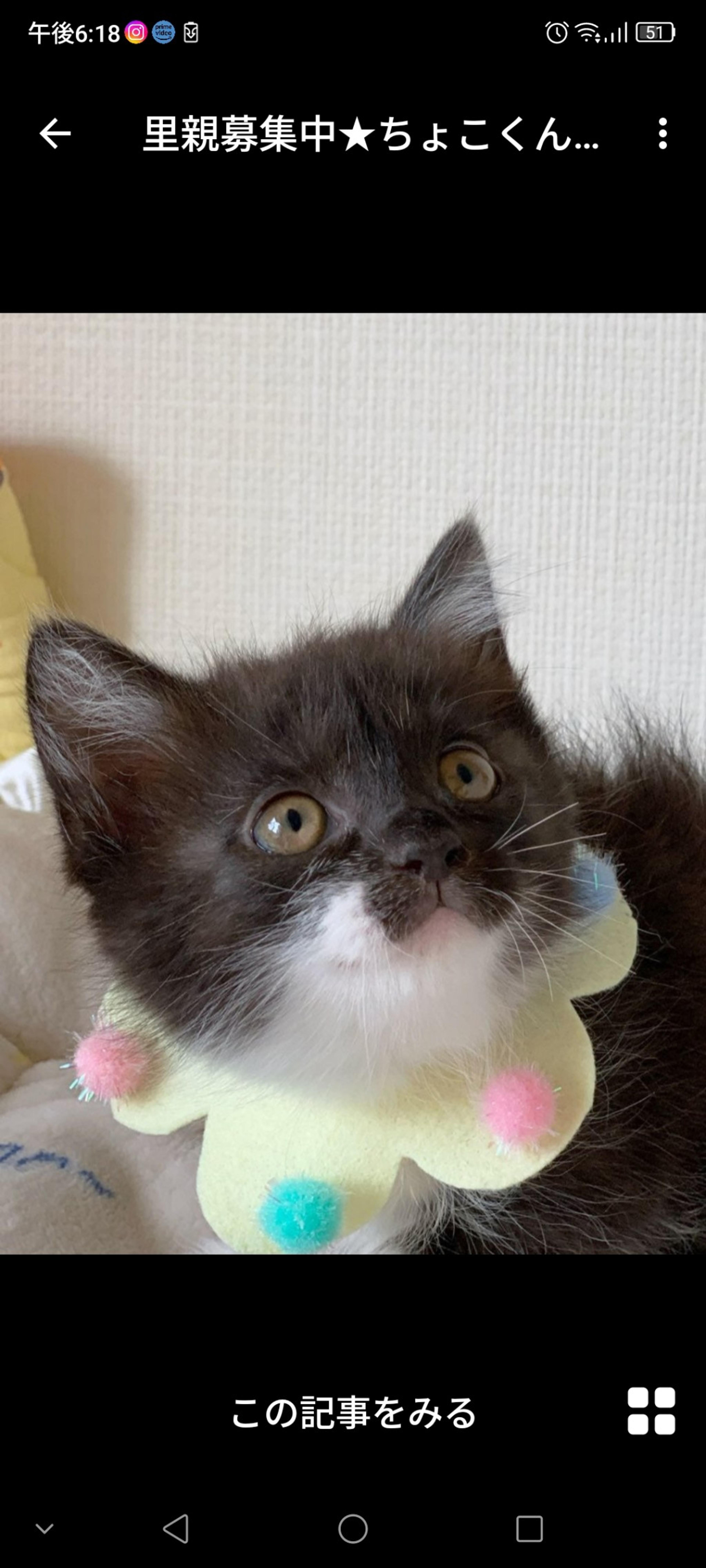 pet-image-3