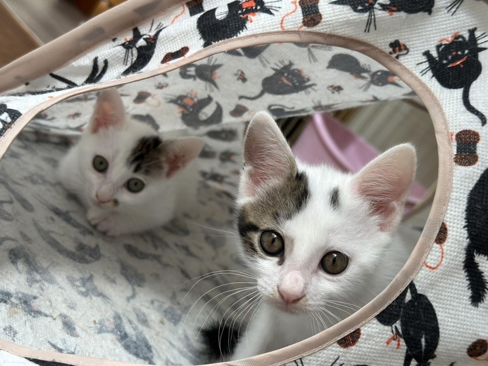 pet-image-6