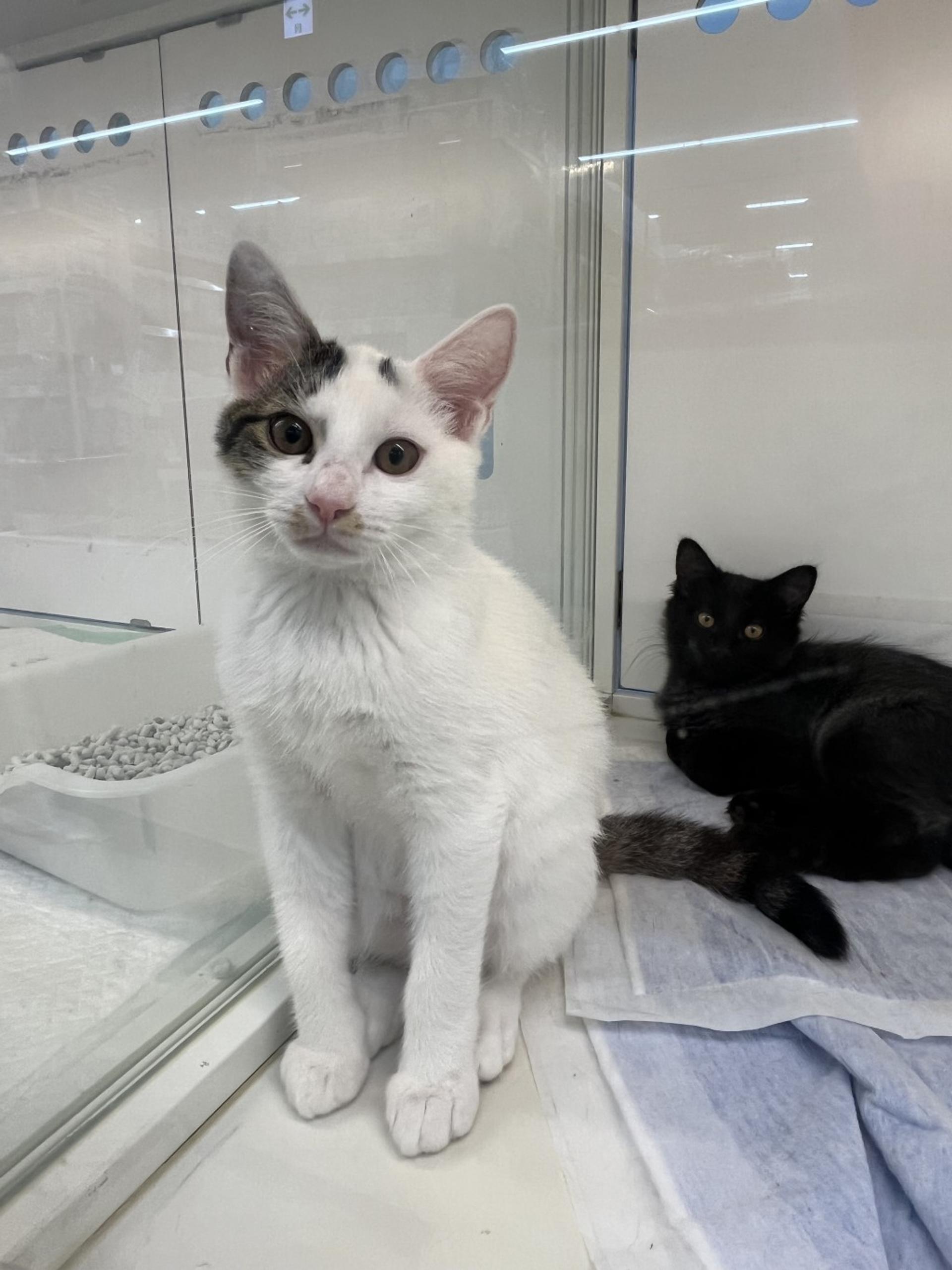 pet-image-4