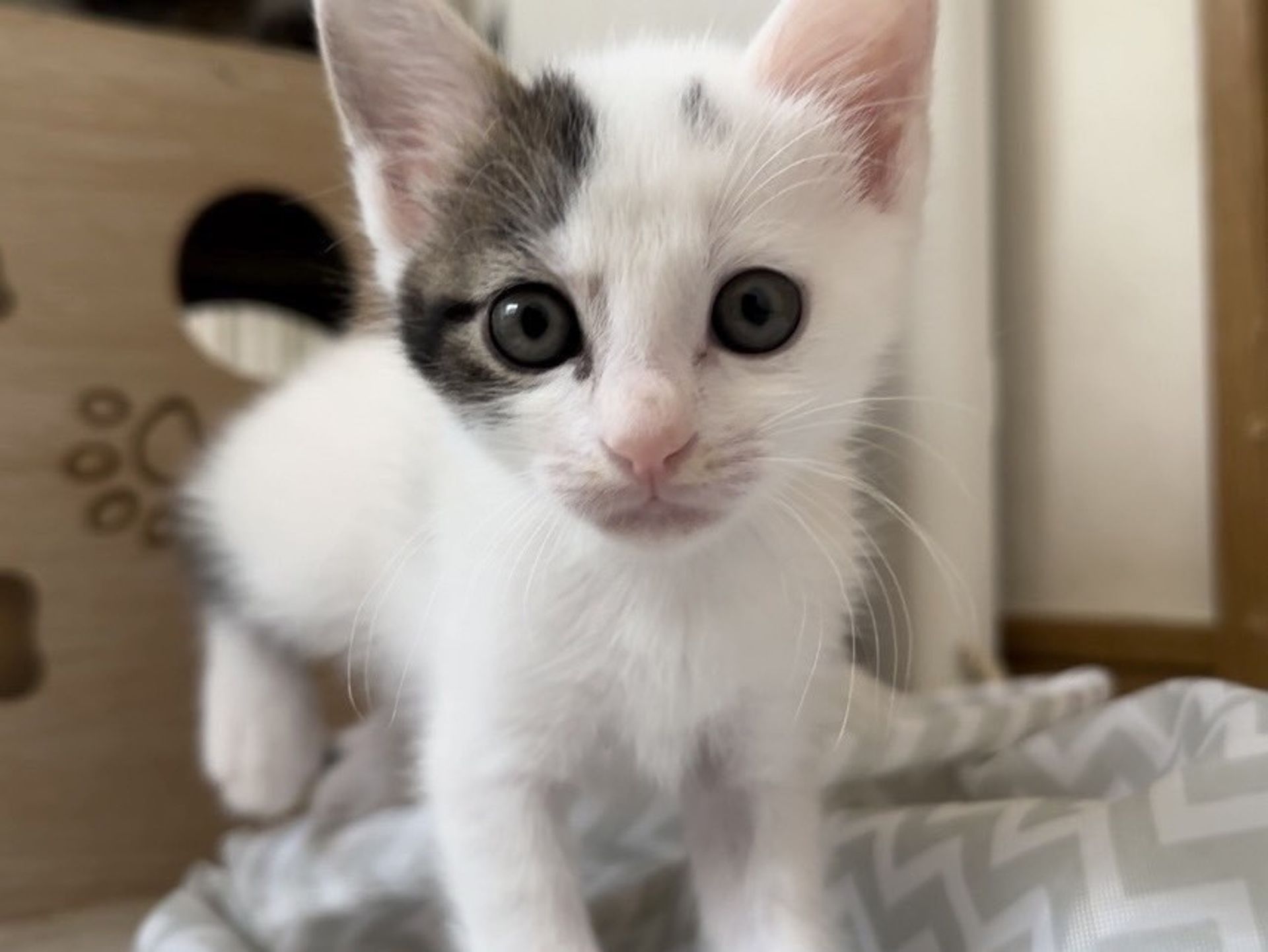 雑種（ミックス猫）・オスの里親募集の写真