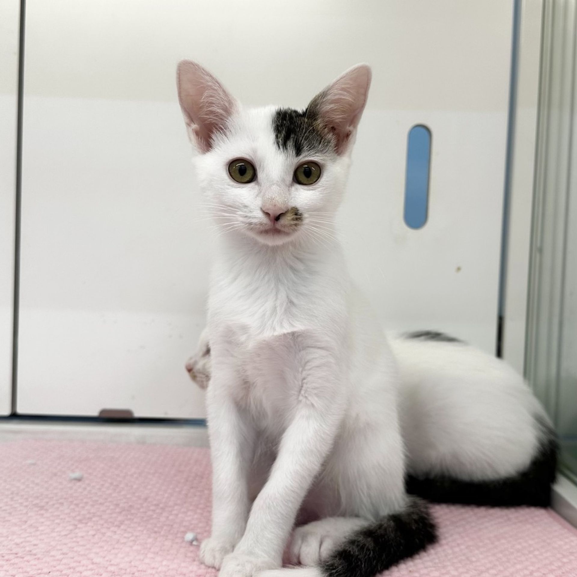 雑種（ミックス猫）・メスの里親募集の写真