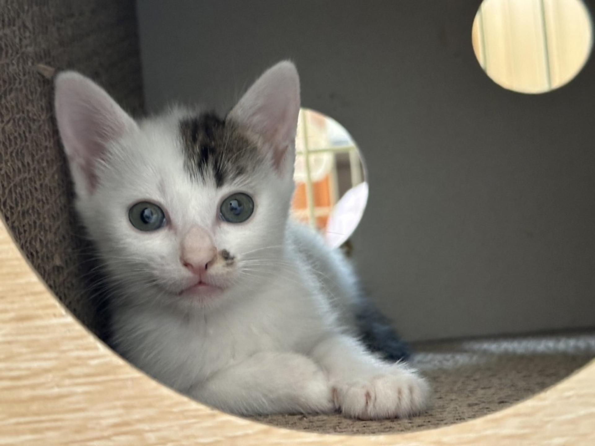 pet-image-3